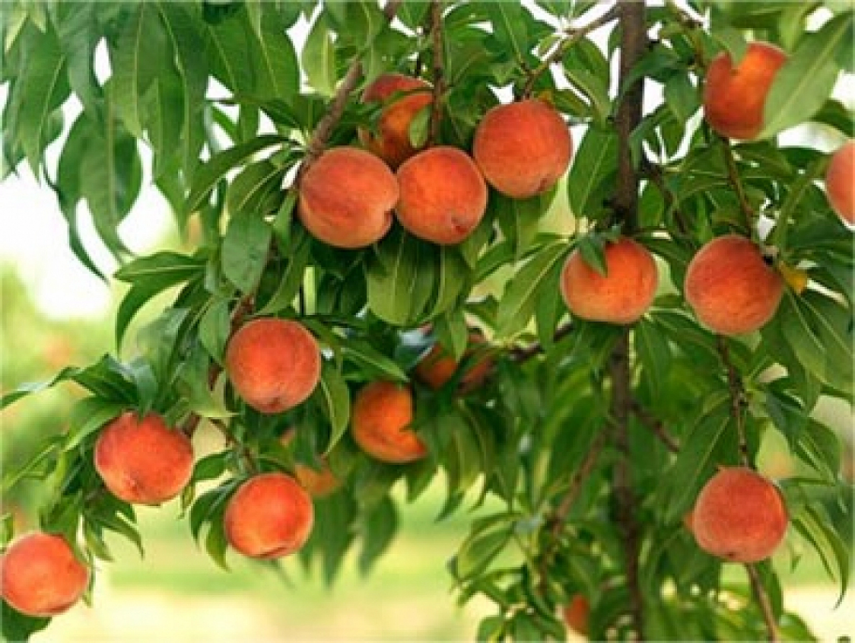 Elazığ'da Poşetini Kapan Oraya Koştu! Kilosu 25 Liraya Düştü!