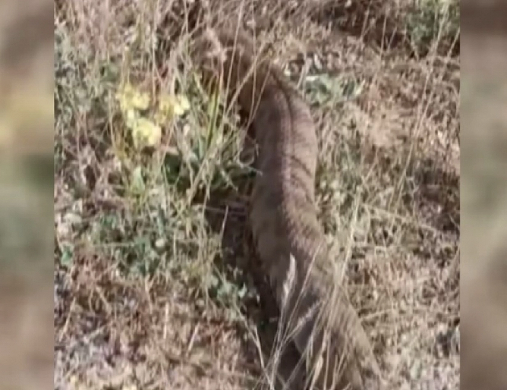 Elazığ'a çok yakın bir ilde göründü: 2 metrelik dev yılan görenleri hayrette bıraktı... Aman dikkat!