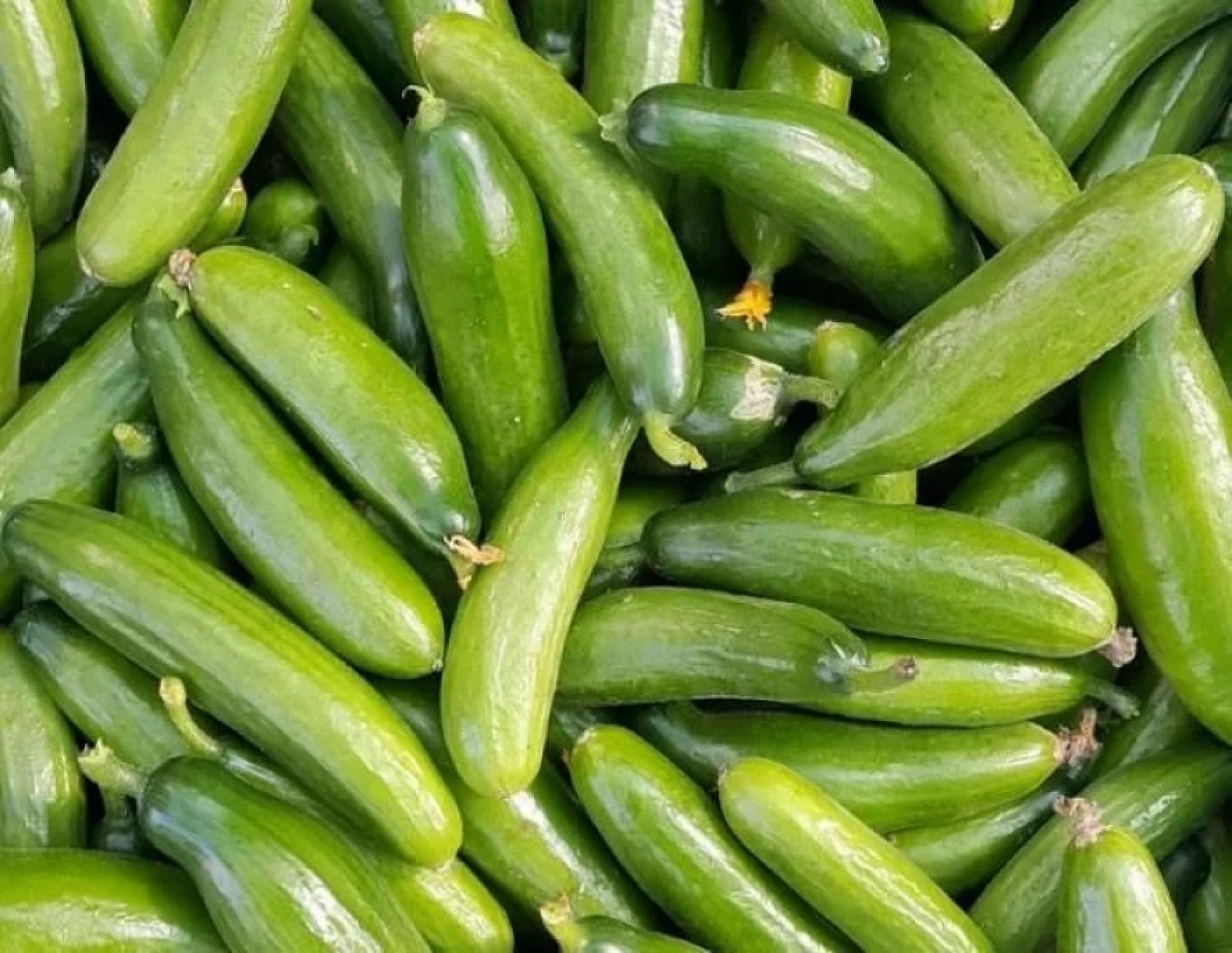 1 alana 1 bedava devri başladı! Elazığ'ın indirimleriyle ünlü marketi haftalık indirimleri duyurdu