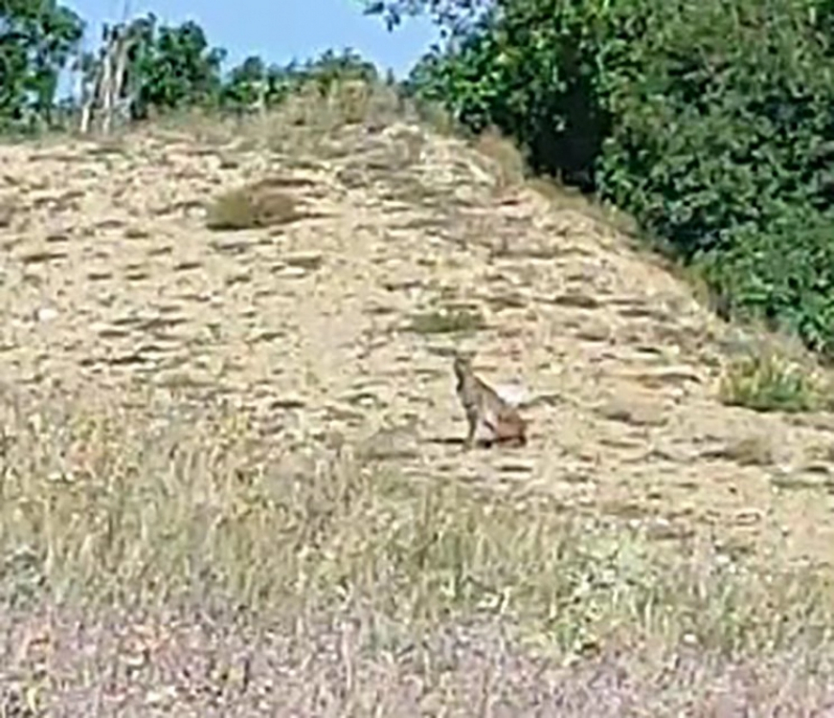 Doğanın Özel Avcısı Tunceli'de Ortaya Çıktı, Karayoluna Kadar İnip Kendisini Gören Vatandaşa Poz Verdi