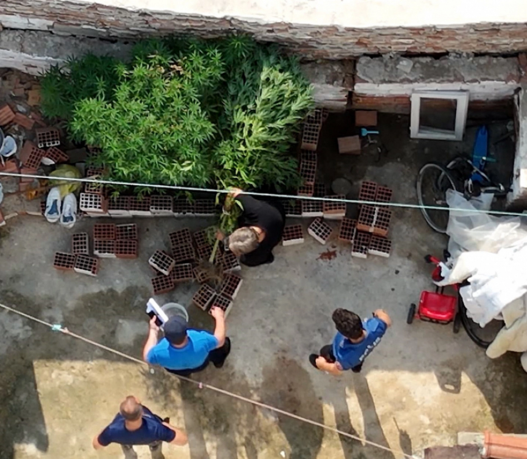 Bahçede Kenevir Yetiştirdi Savunması 'Pes' Dedirtti!