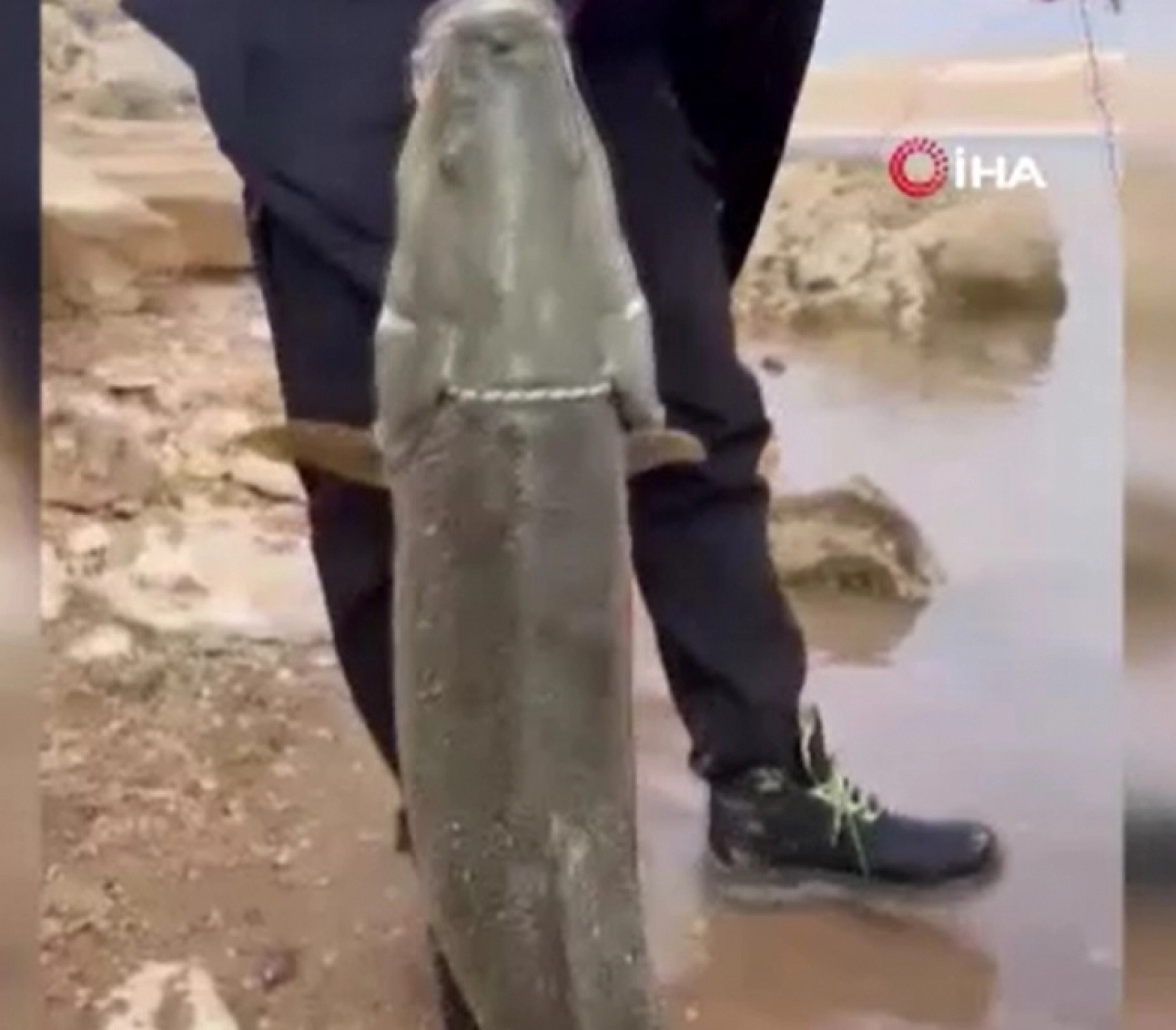 Elazığ'da görüldü! Büyüklüğü görenleri hayrete düşürdü...