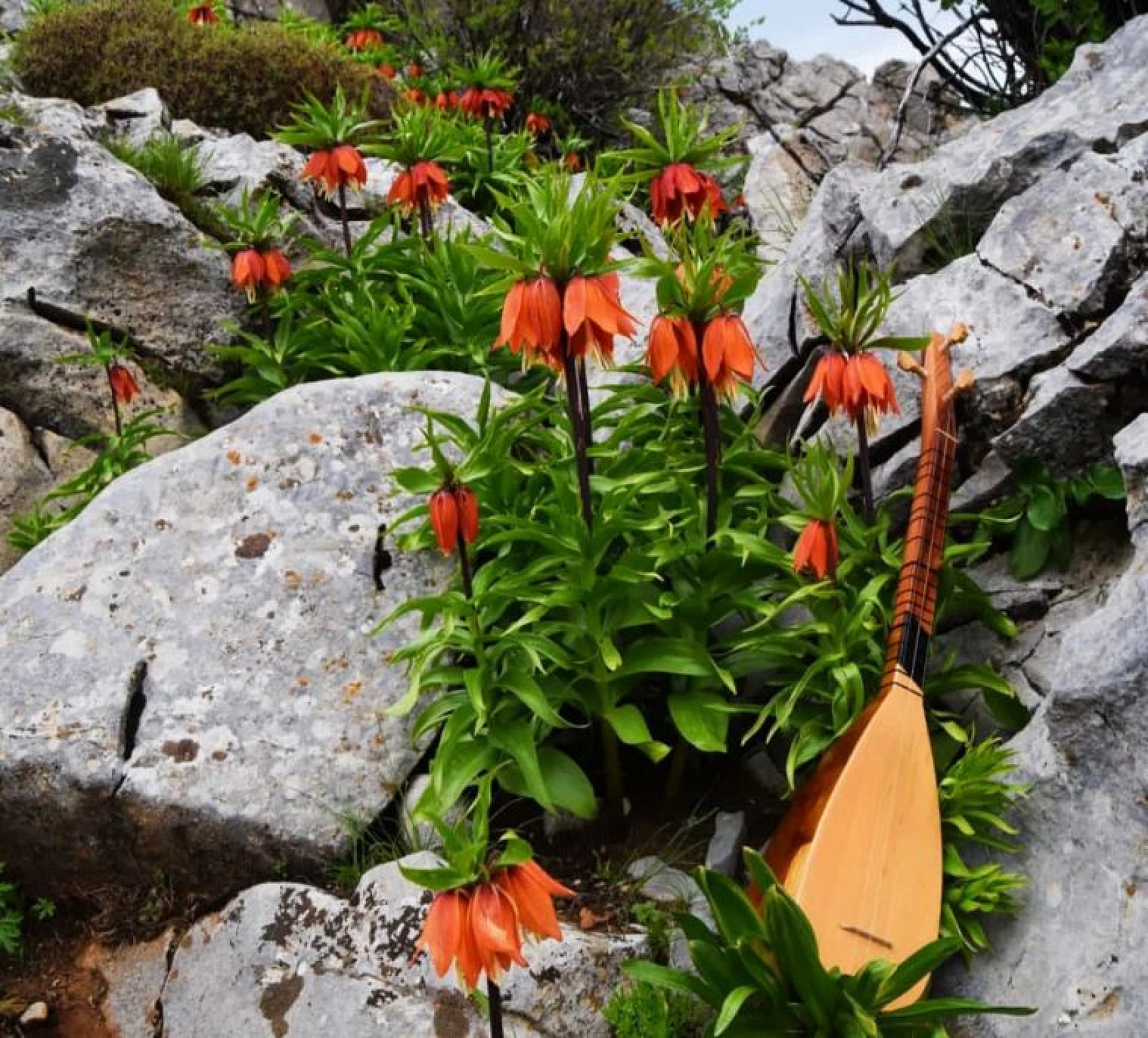 Cebinizde 244 bin lira olmadan bu çiçeği kopartmayın