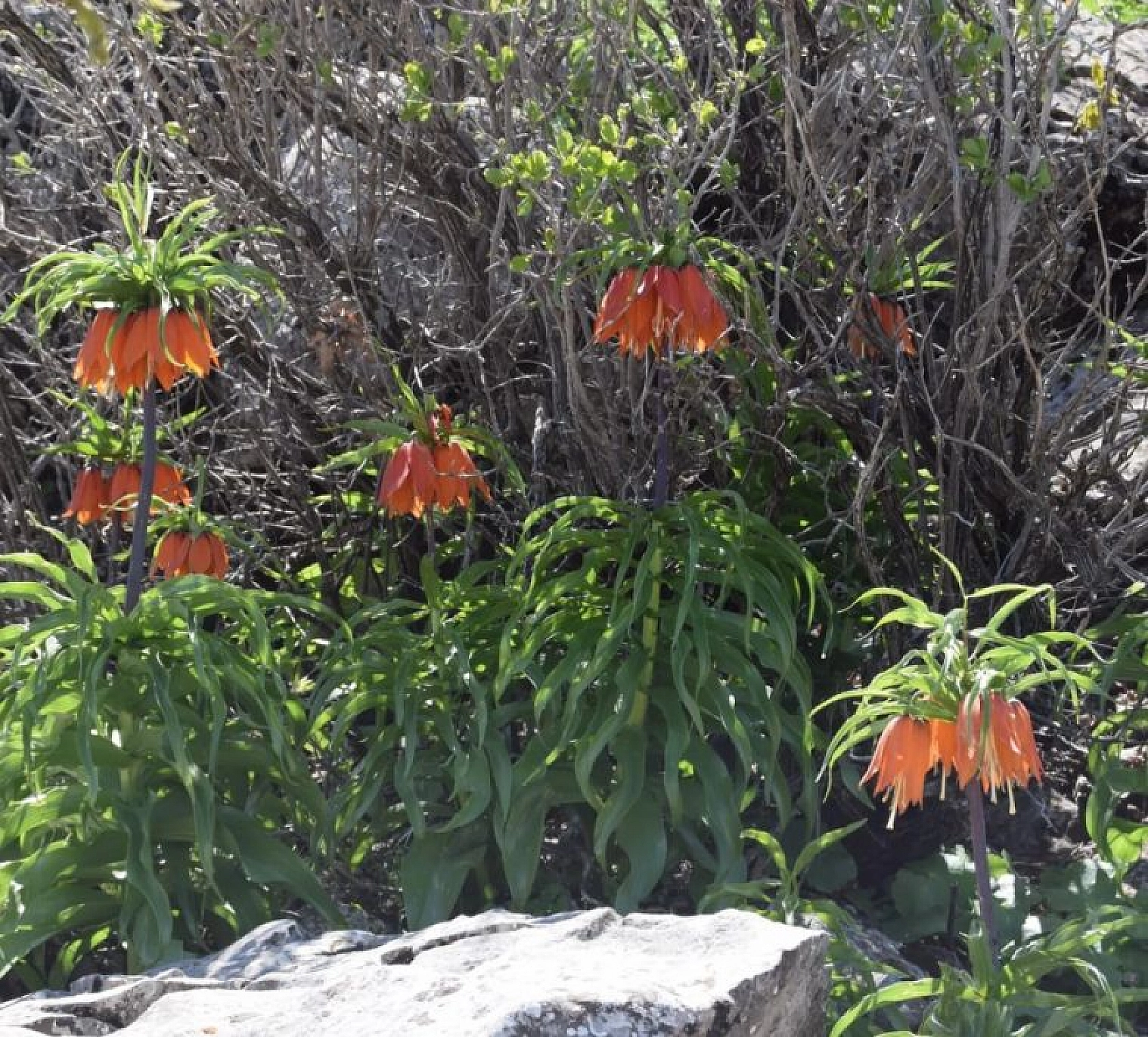 Cebinizde 244 bin lira olmadan bu çiçeği kopartmayın