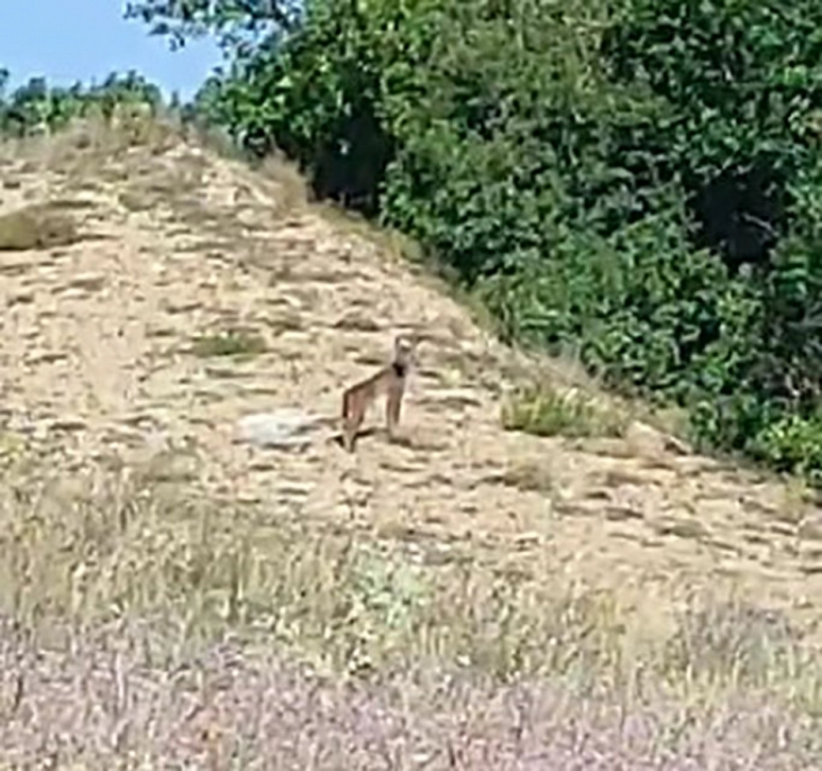 Doğanın Özel Avcısı Tunceli'de Ortaya Çıktı, Karayoluna Kadar İnip Kendisini Gören Vatandaşa Poz Verdi