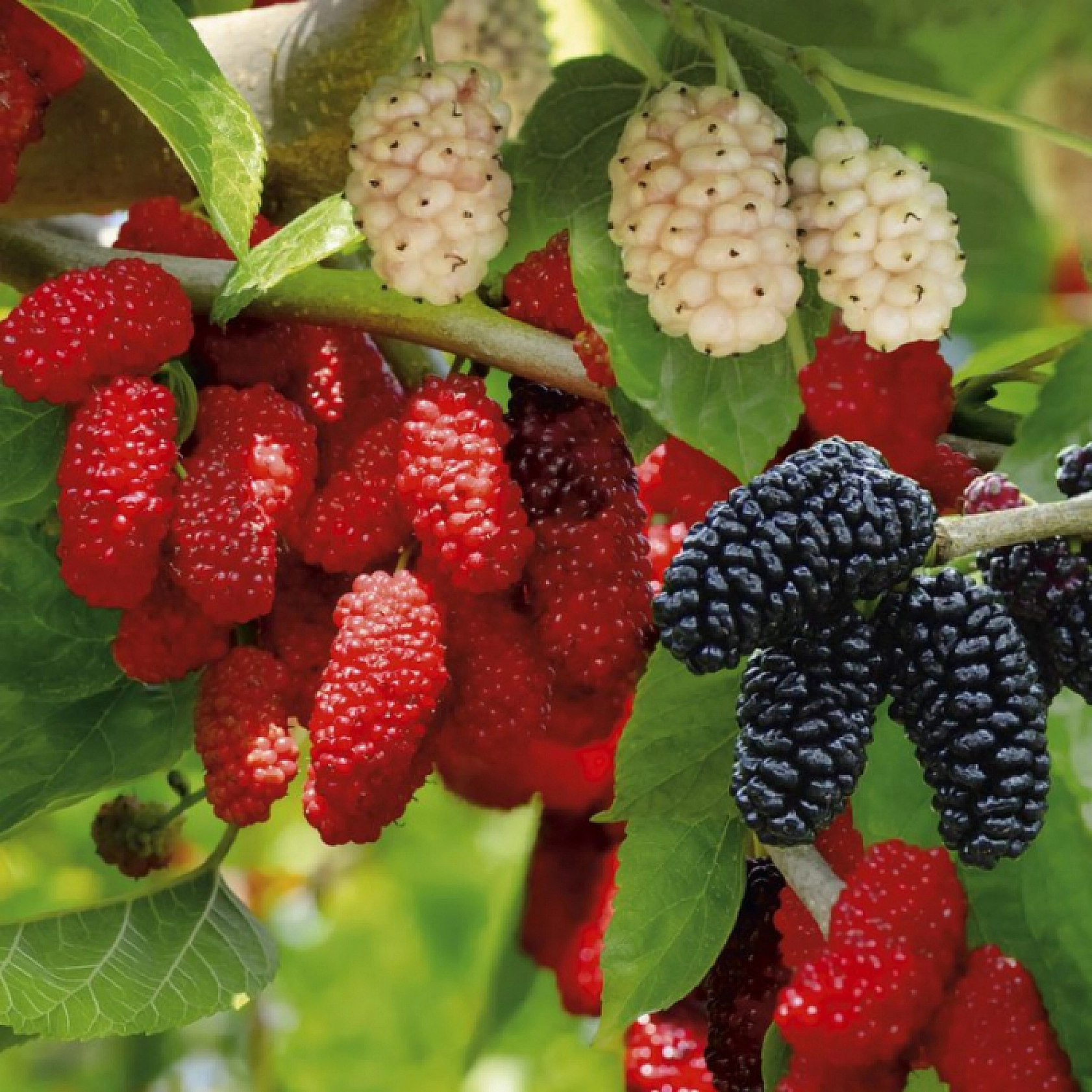 Elazığlılar Hazırlanın Cennete Gidiyoruz…