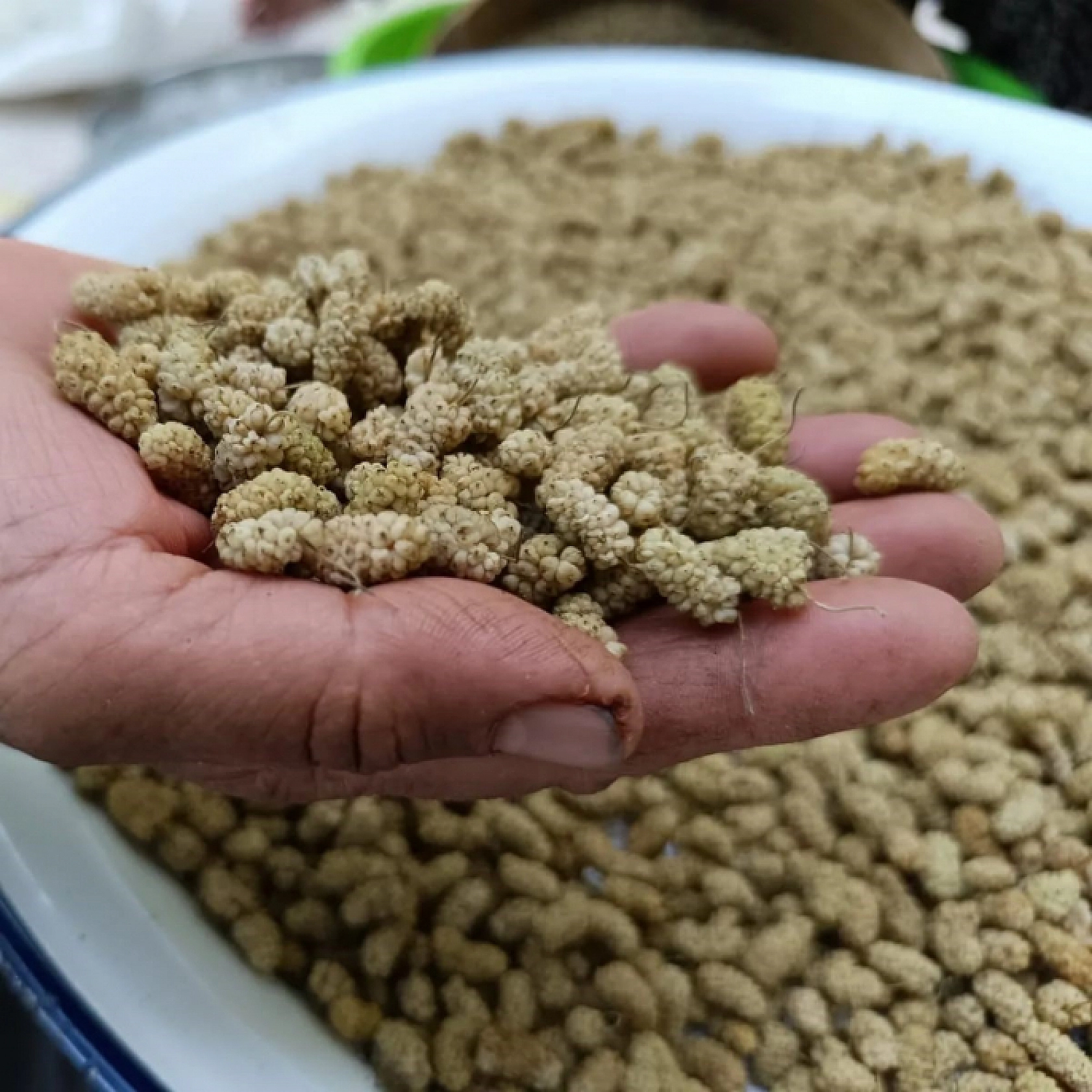 83 Yaşındaki Şerife Nene, Bitmeyen Enerjisiyle 2 Saat Halay Çekti Görenler Hayret Etti