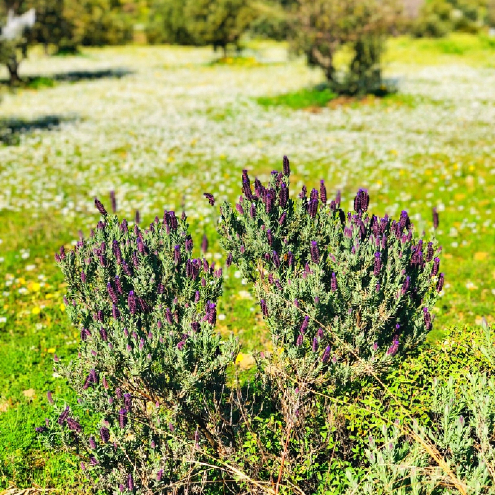 Elazığ Bu İlletten Kurtulacak!