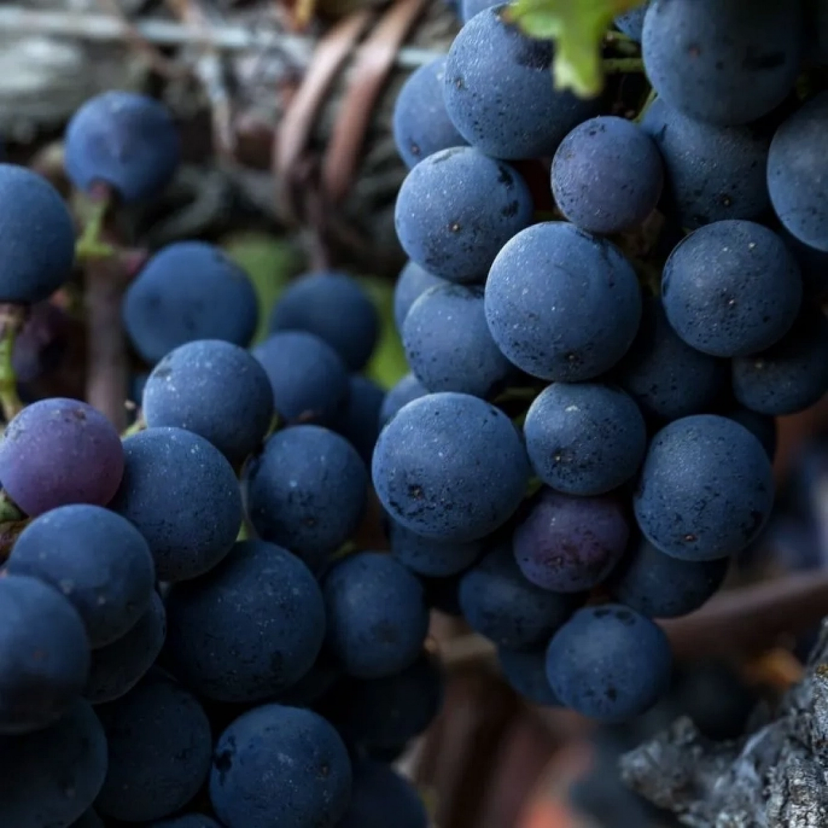 Elazığ'ın Ezdiğini Dünya Tanıyor!