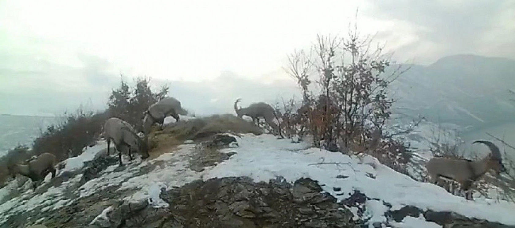 Doğaya bırakılan yemleri yiyen yaban keçileri ve kuşlar görüntülendi