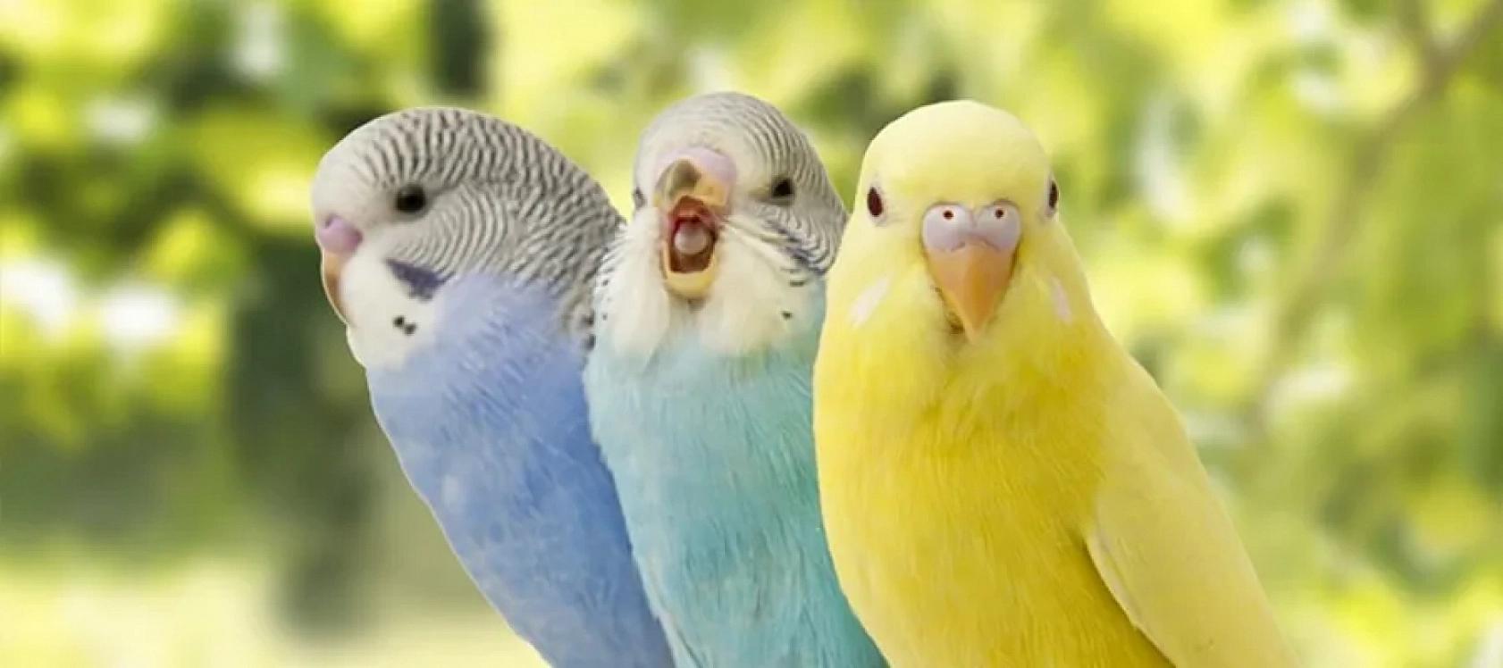 Elazığ'ın Kalbini Fetheden Dostlarımız