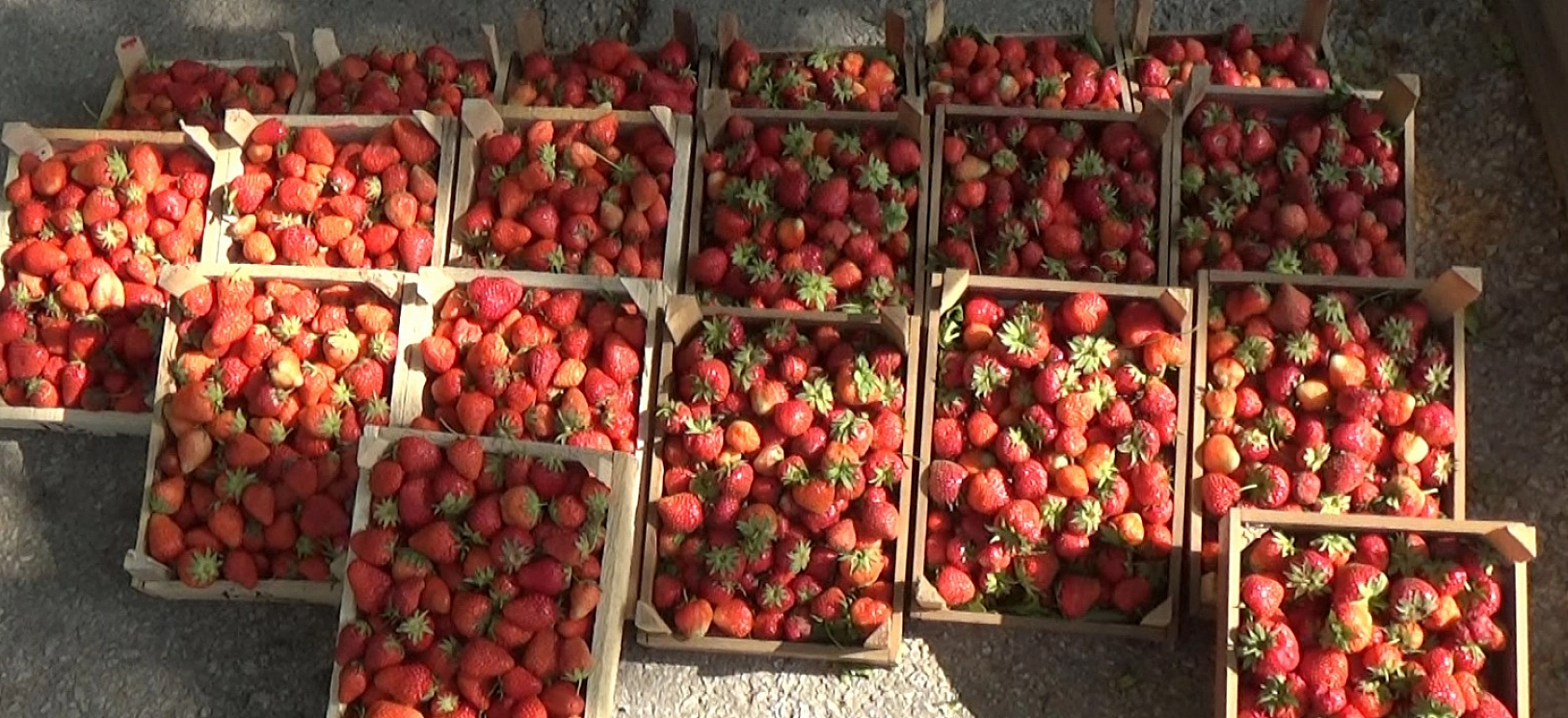 Elazığ'da Çilek, Çilek Olalı Böyle Coşku ve Talep Görmedi!