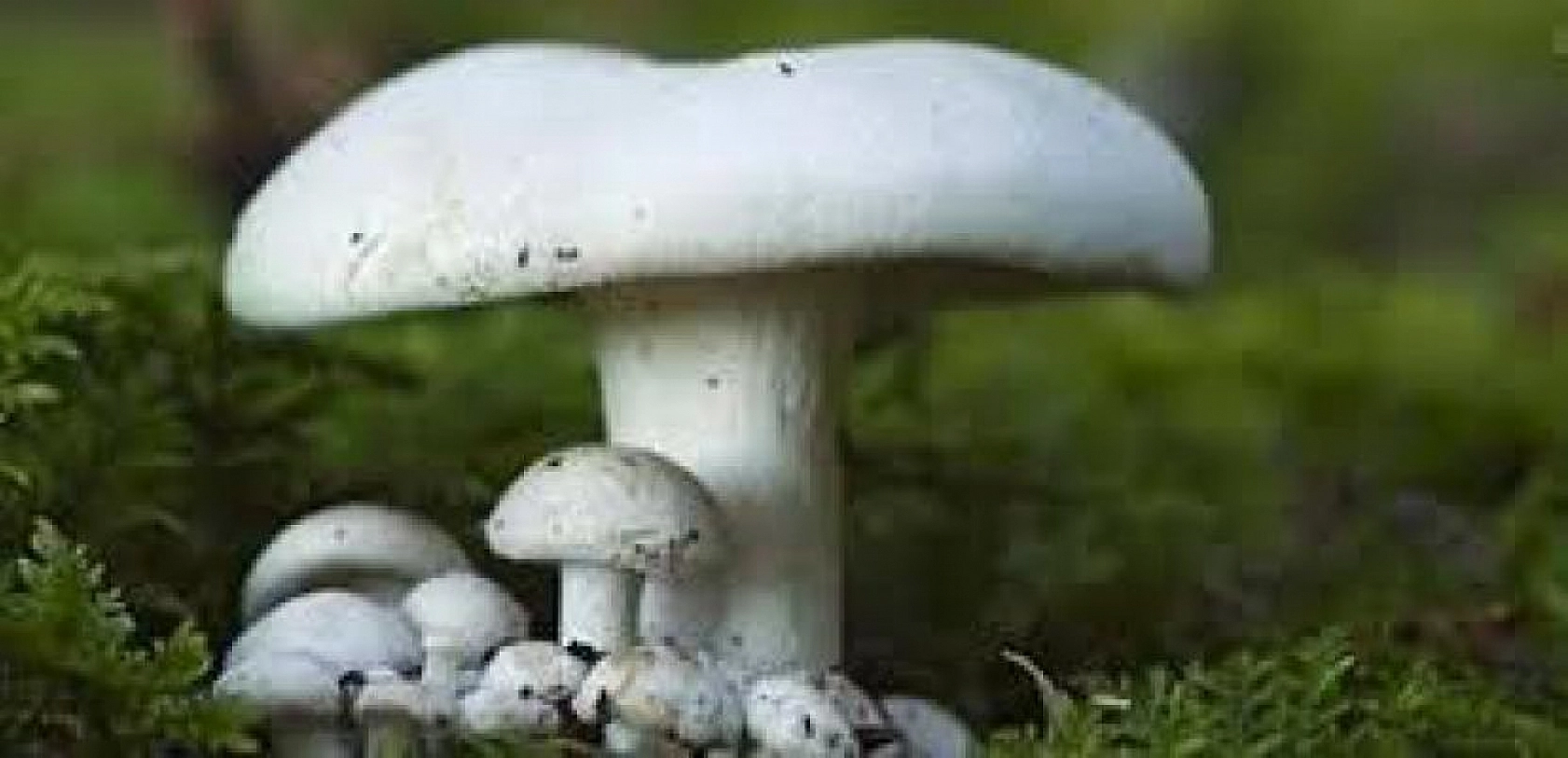 Elazığlılar Dikkat Bu İşi Yapan Paraya Para Demiyor!