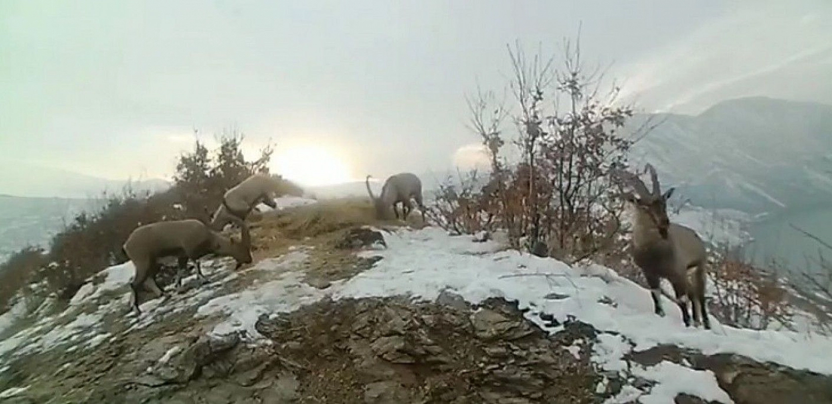 Doğaya bırakılan yemleri yiyen yaban keçileri ve kuşlar görüntülendi