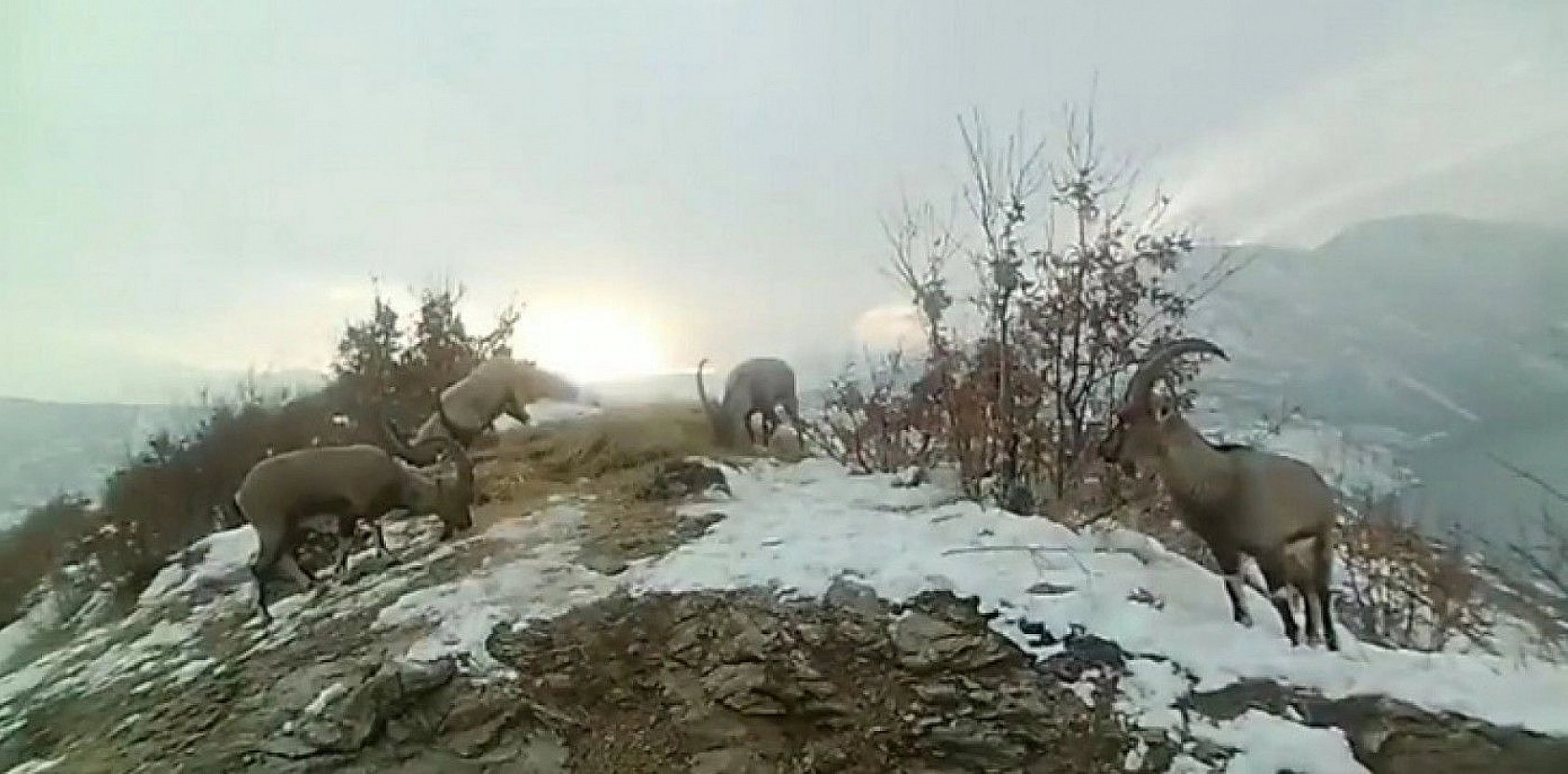 Doğaya bırakılan yemleri yiyen yaban keçileri ve kuşlar görüntülendi