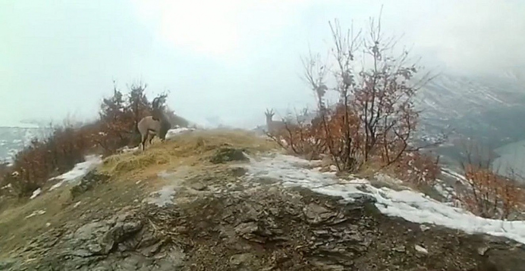 Doğaya bırakılan yemleri yiyen yaban keçileri ve kuşlar görüntülendi