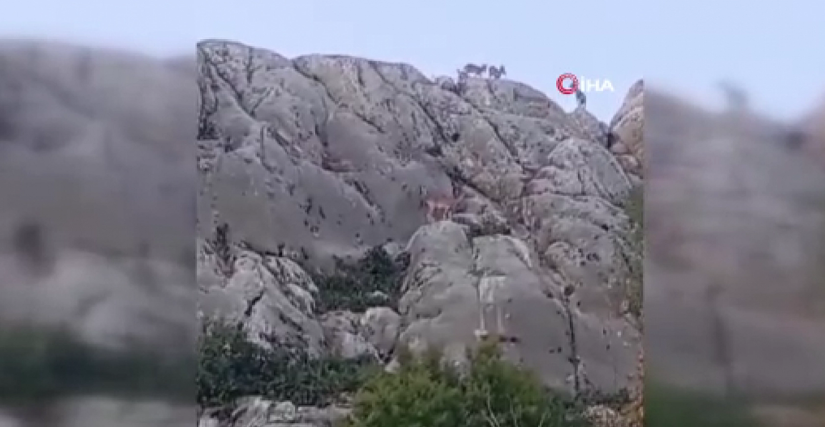 Harput'ta görüldüler! Vatandaş telefona sarıldı… Nesli tükenme tehlikesi altında