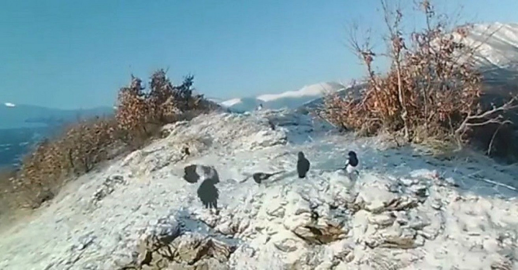 Doğaya bırakılan yemleri yiyen yaban keçileri ve kuşlar görüntülendi