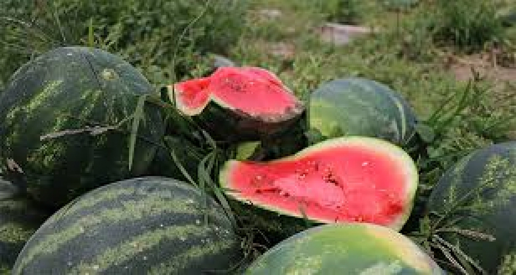 Elazığ'da Herkes Onu Bekliyor: Kısa Zamanda Tezgahlarda Yer Bulacak Tadı Ve Lezzetiyle Yazın Vazgeçilmezi Olacak