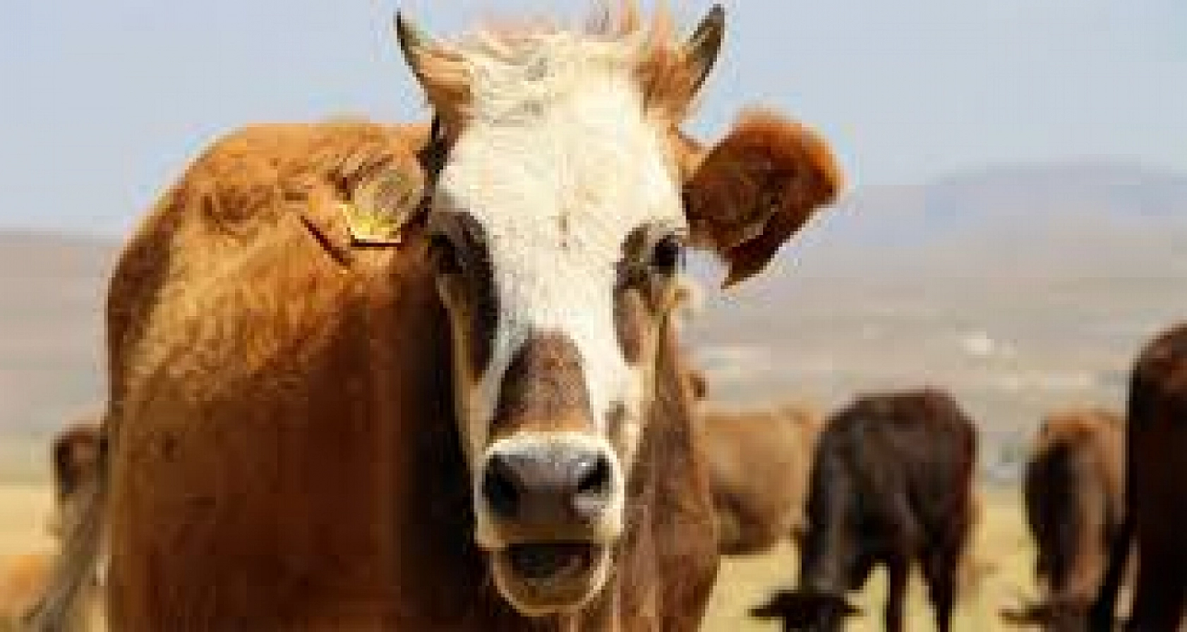 Hakkari'de İnek Sürüsü Doğada Kayboldu, Sahipleri 4 Gün Sonra Buldu Gece Bulduğunda Fark Ettiği Detay Adamı Dehşete Düşürdü