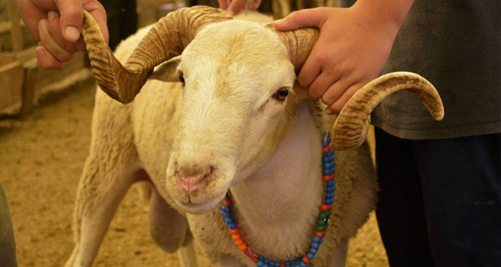 Kurbanlık Fiyatları Belli Oldu: İşte Hisse Bedelleri