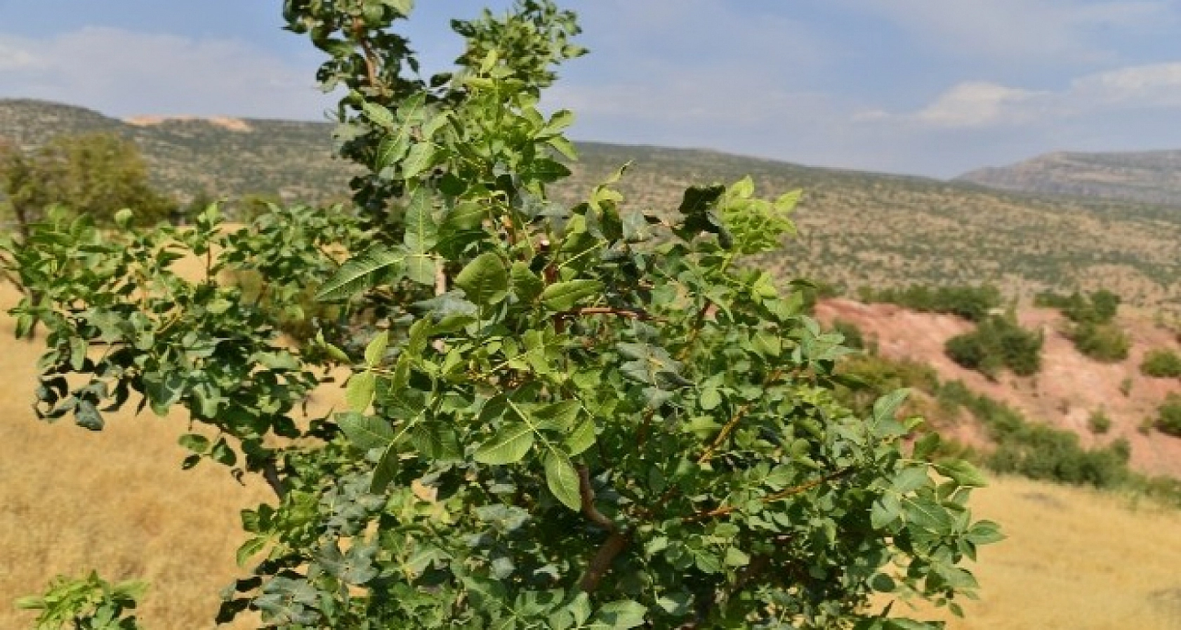 Anadolu'nun Mucizesi Elazığ'da
