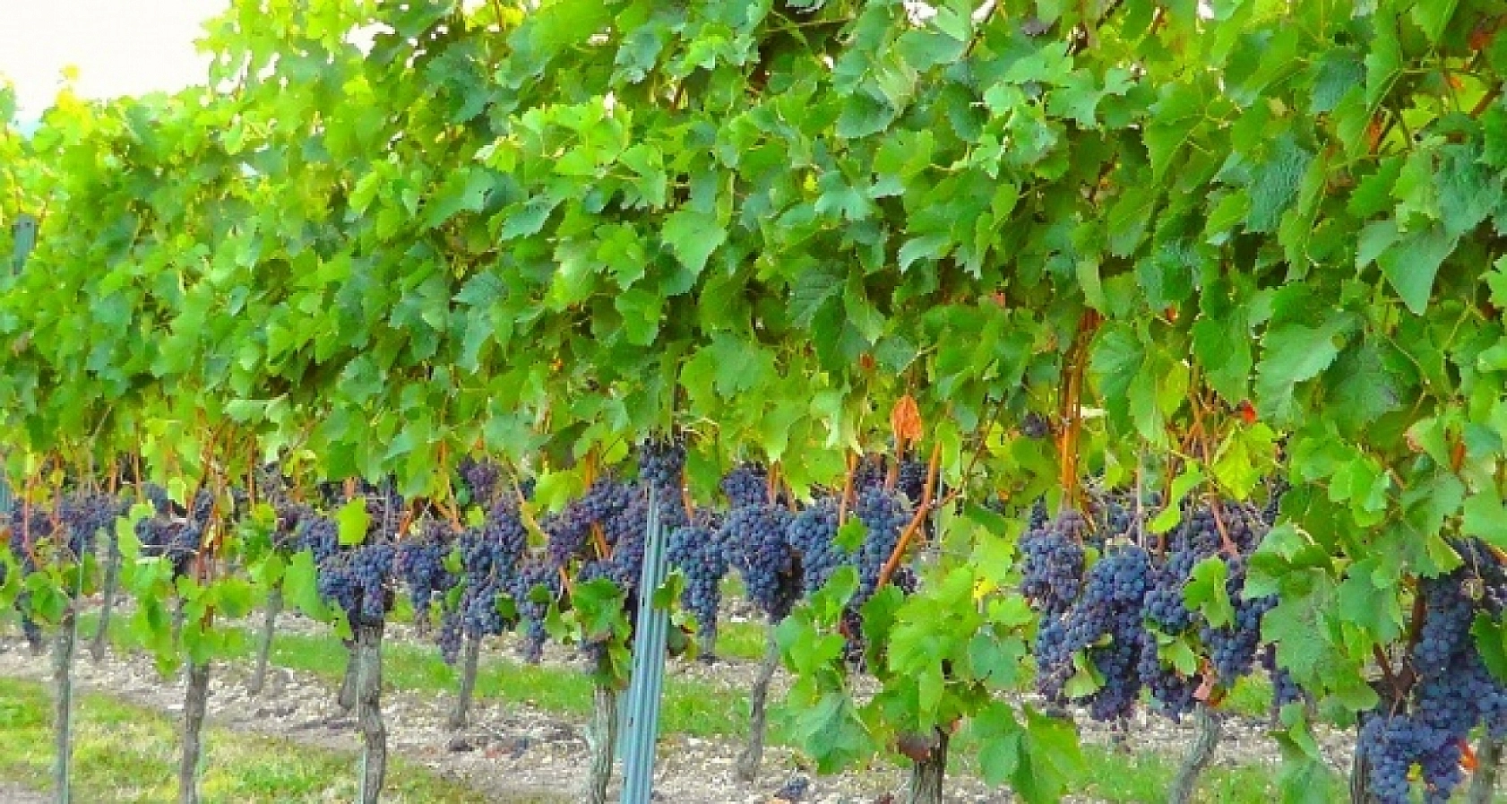 Elazığlıları sabırsızlandıran gelişme: poşetleri hazırlayın kapış kapış gidecek