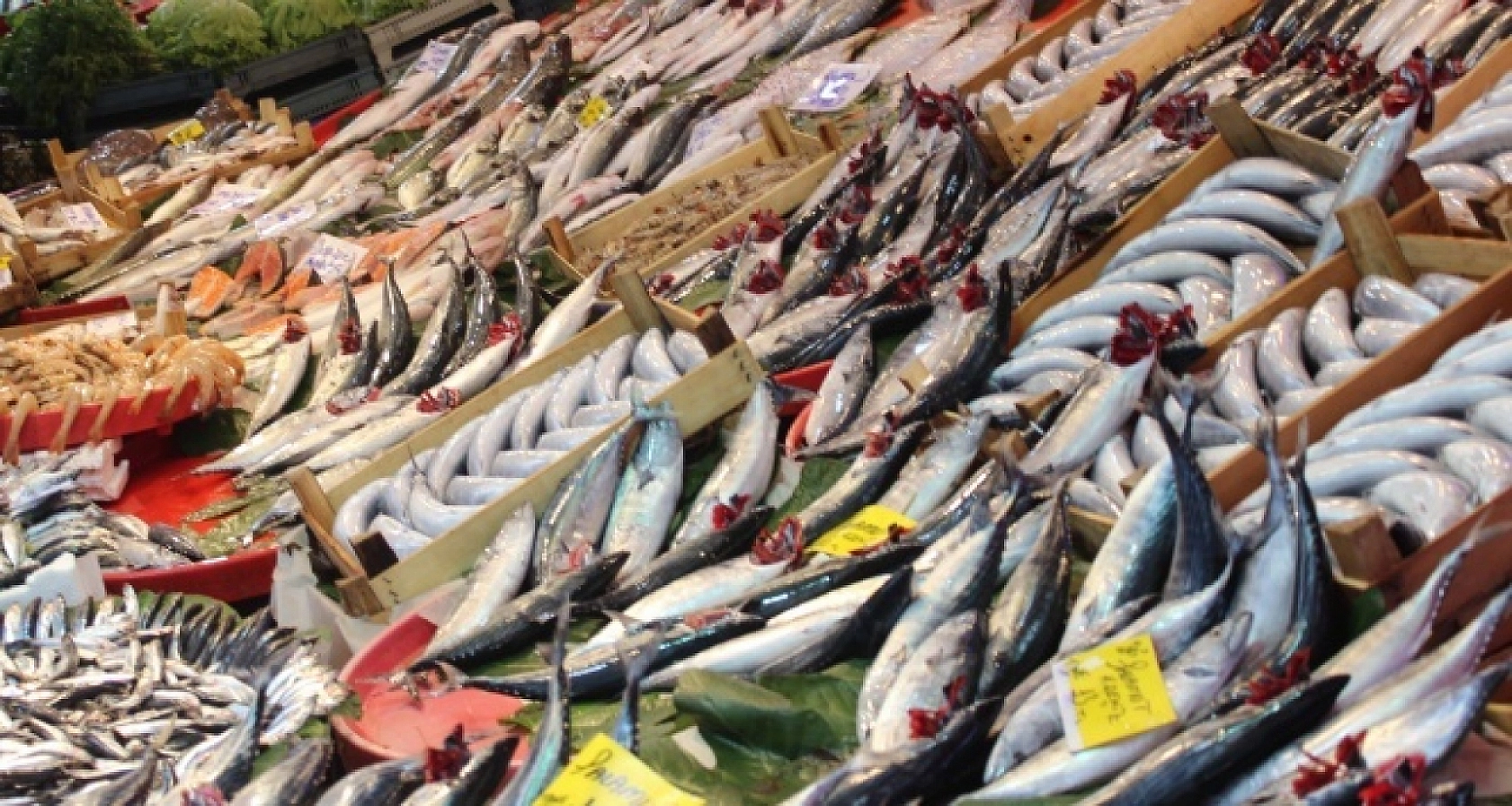 Elazığ'da Balığın Tadı Tuzu Yok