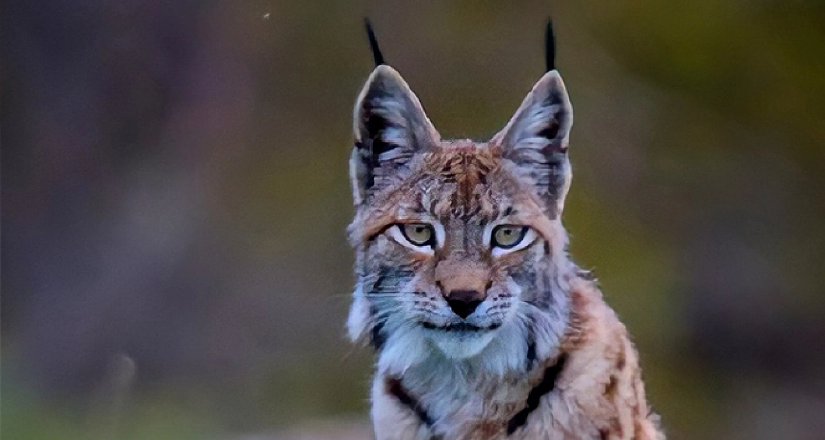 Doğanın Özel Avcısı Tunceli'de Ortaya Çıktı, Karayoluna Kadar İnip Kendisini Gören Vatandaşa Poz Verdi