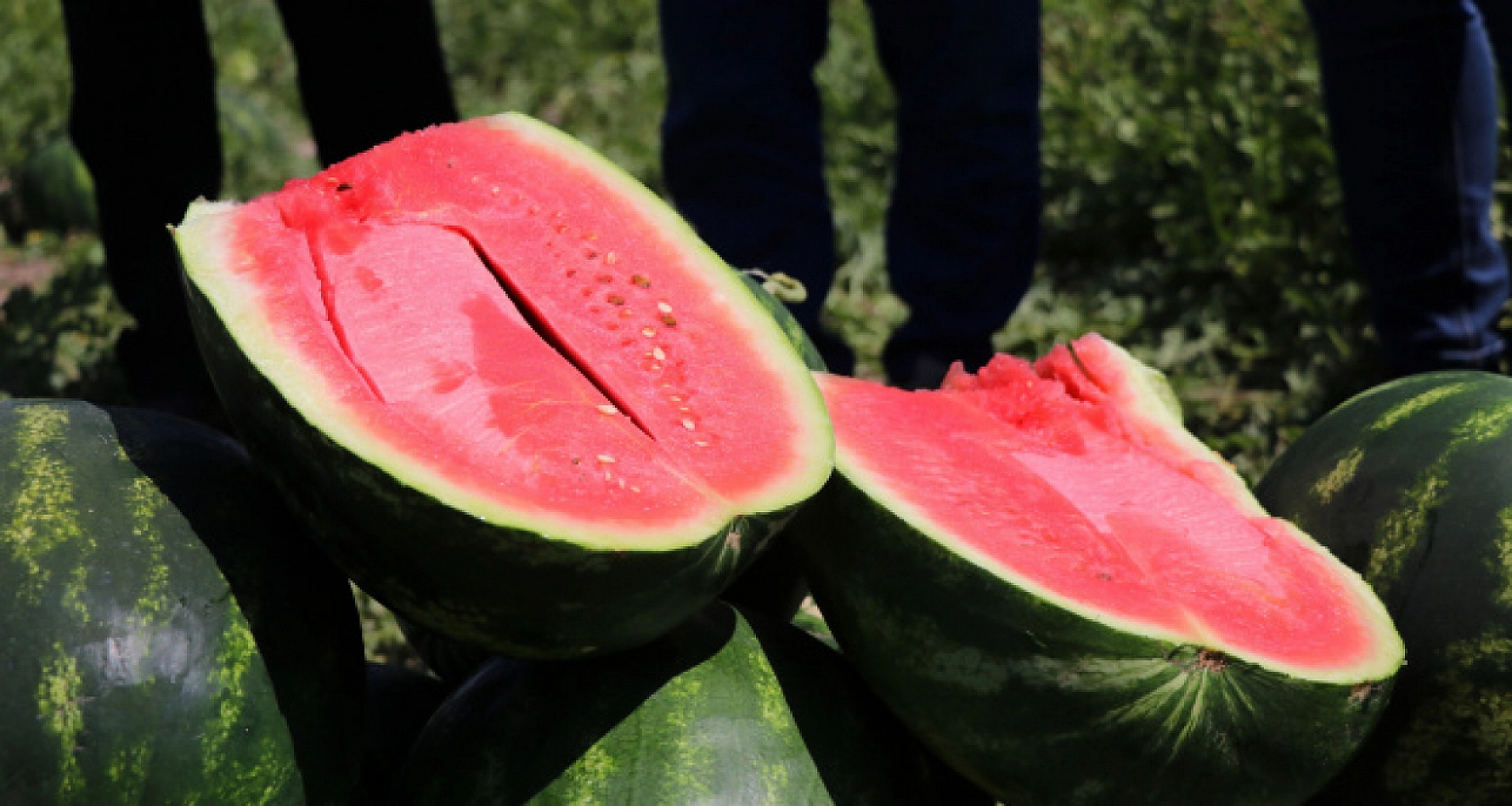 Elazığ'da Herkes Onu Bekliyor: Kısa Zamanda Tezgahlarda Yer Bulacak Tadı Ve Lezzetiyle Yazın Vazgeçilmezi Olacak