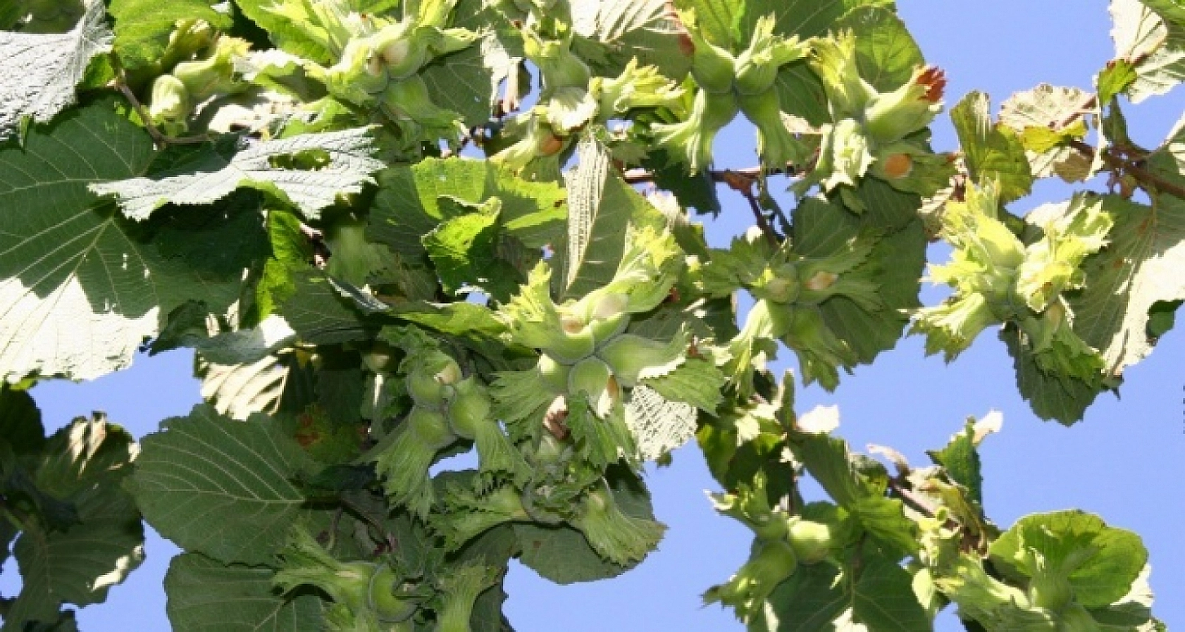 Hasat vakti geldi, saatte 3 bin 500 TL kazanıyorlar!