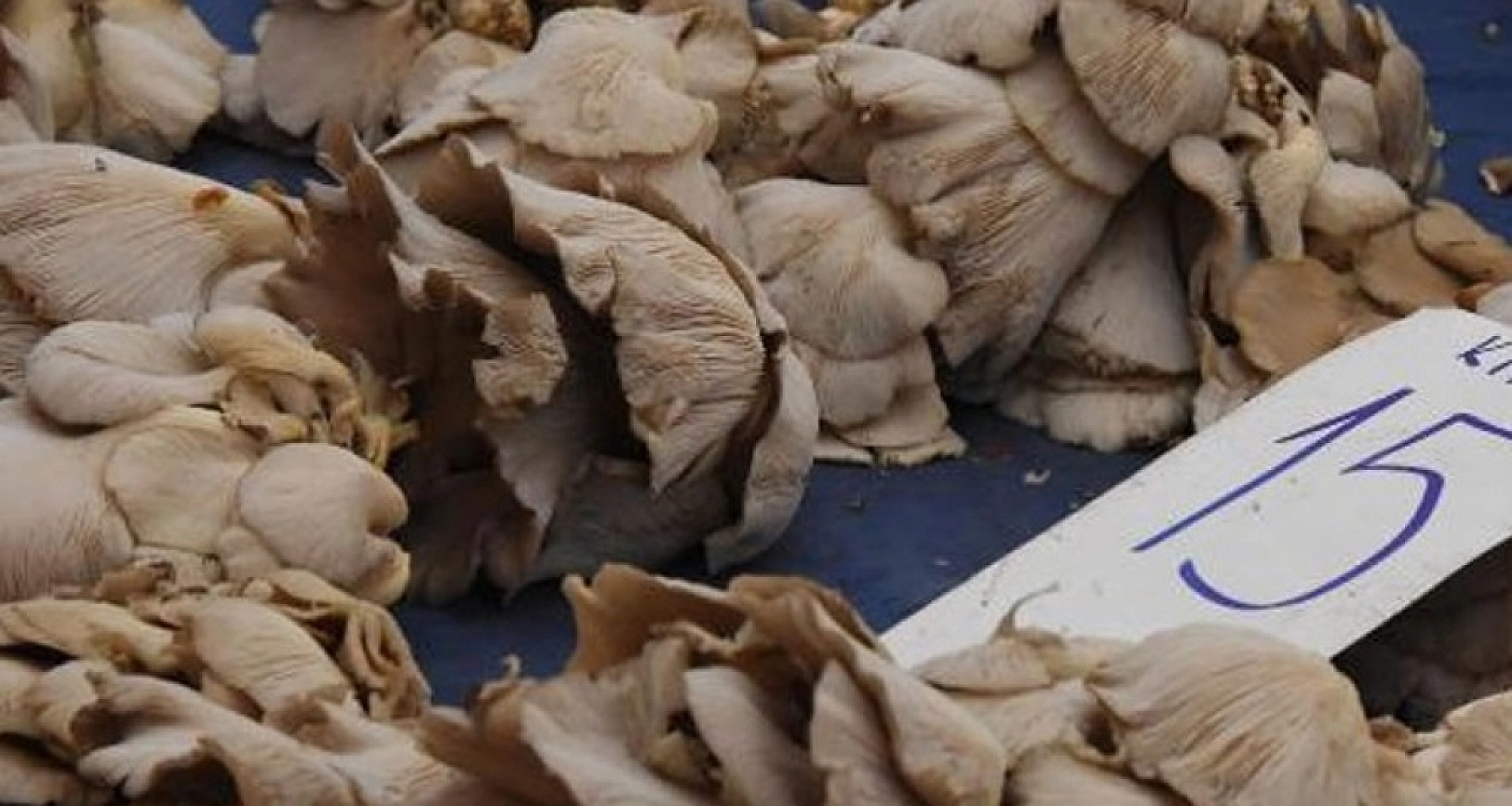 Elazığlılar Dikkat Bu İşi Yapan Paraya Para Demiyor!