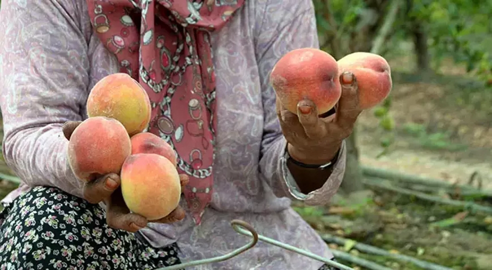 Elazığ'da Poşetini Kapan Oraya Koştu! Kilosu 25 Liraya Düştü!