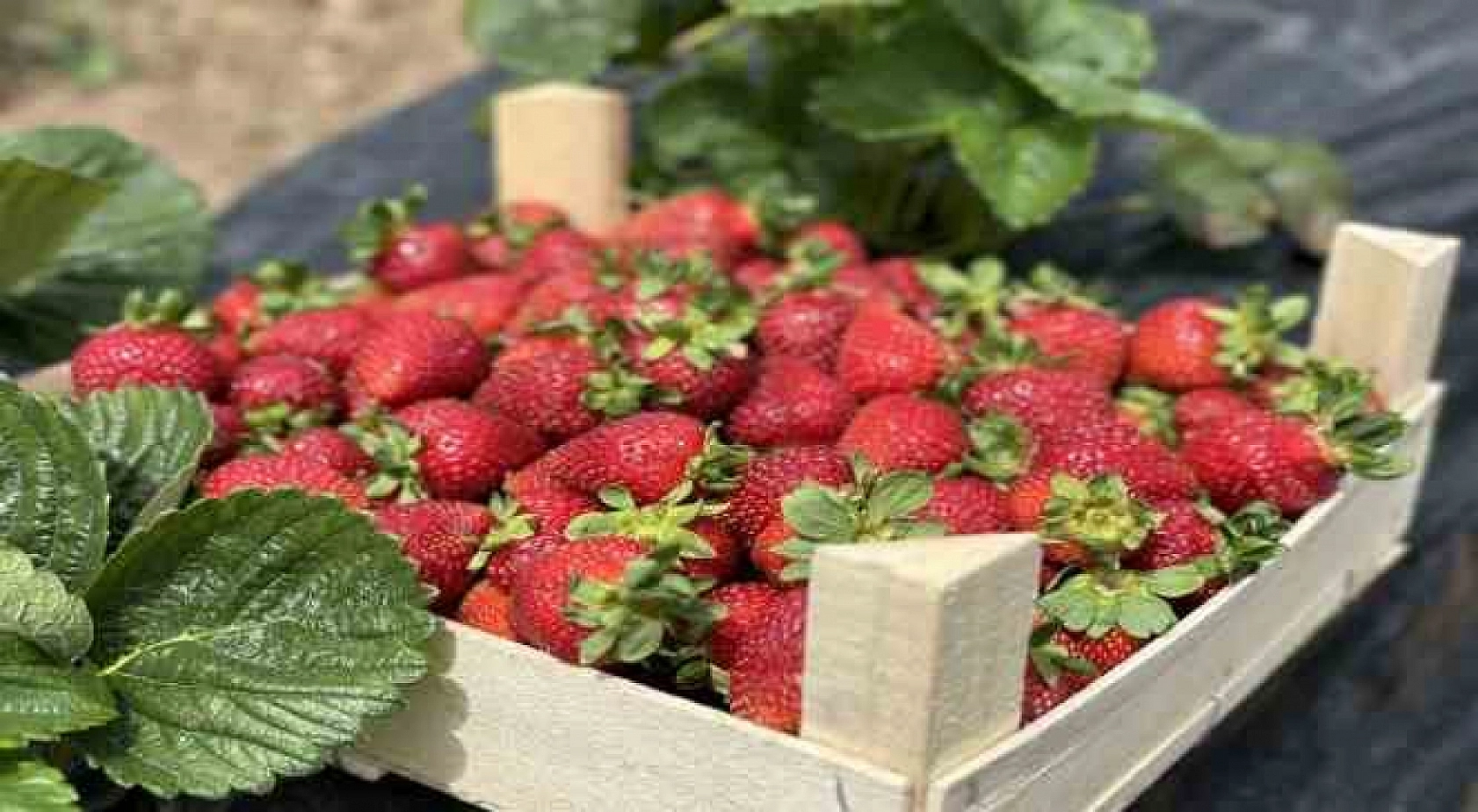 Elazığ'da Arabasına Binen Oraya Gidiyor: Yetişen Alır Kısa Zaman Sonra Bitecek