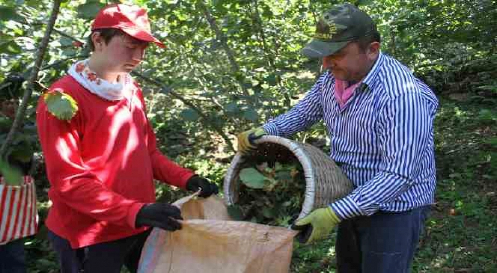 Hasat vakti geldi, saatte 3 bin 500 TL kazanıyorlar!