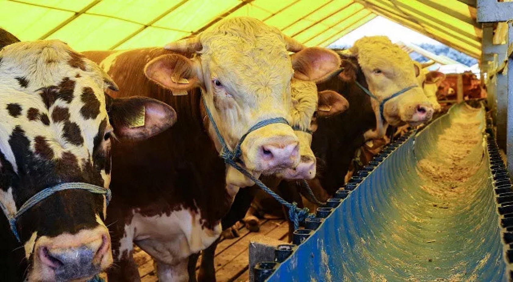 Kurbanlık Fiyatları Belli Oldu: İşte Hisse Bedelleri