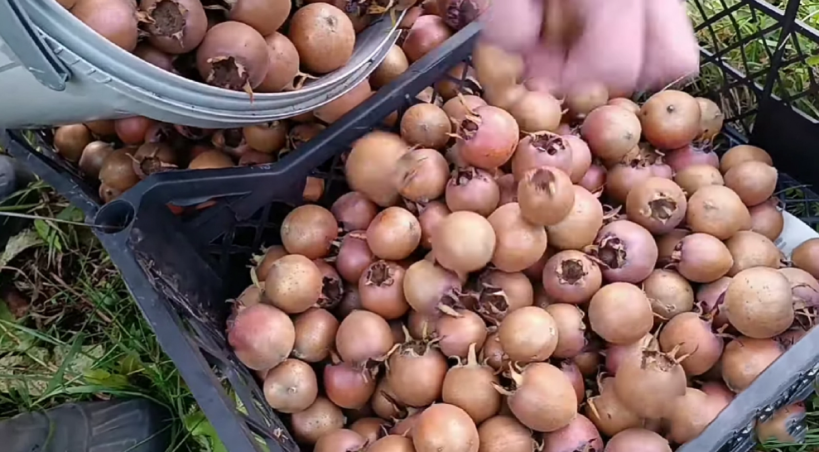 Elazığ'da kilosu 50 TL'yi buluyor! Şifa deposunu poşet dolusu alıyorlar