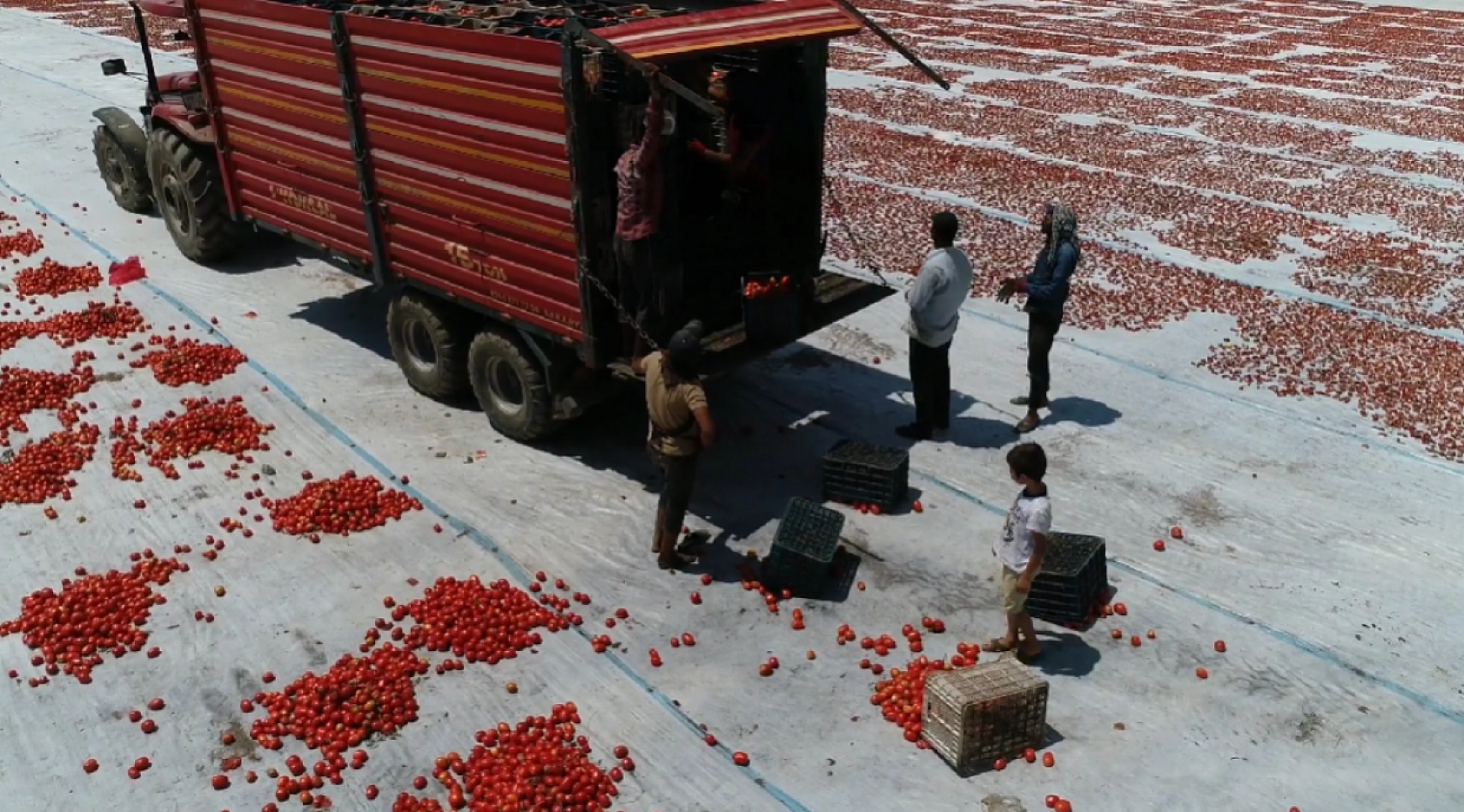 Elazığ'da Kilosu 9 TL'ye kadar düştü, kurusu 190 TL'ye satılıyor! Kolesterolü sıfırlıyor, damarları açıyor