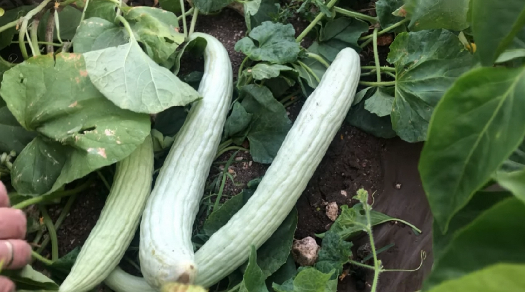 Elazığlıların hasretle beklediği lezzet pazarda yerin aldı: Fiyatı şaşırtıyor