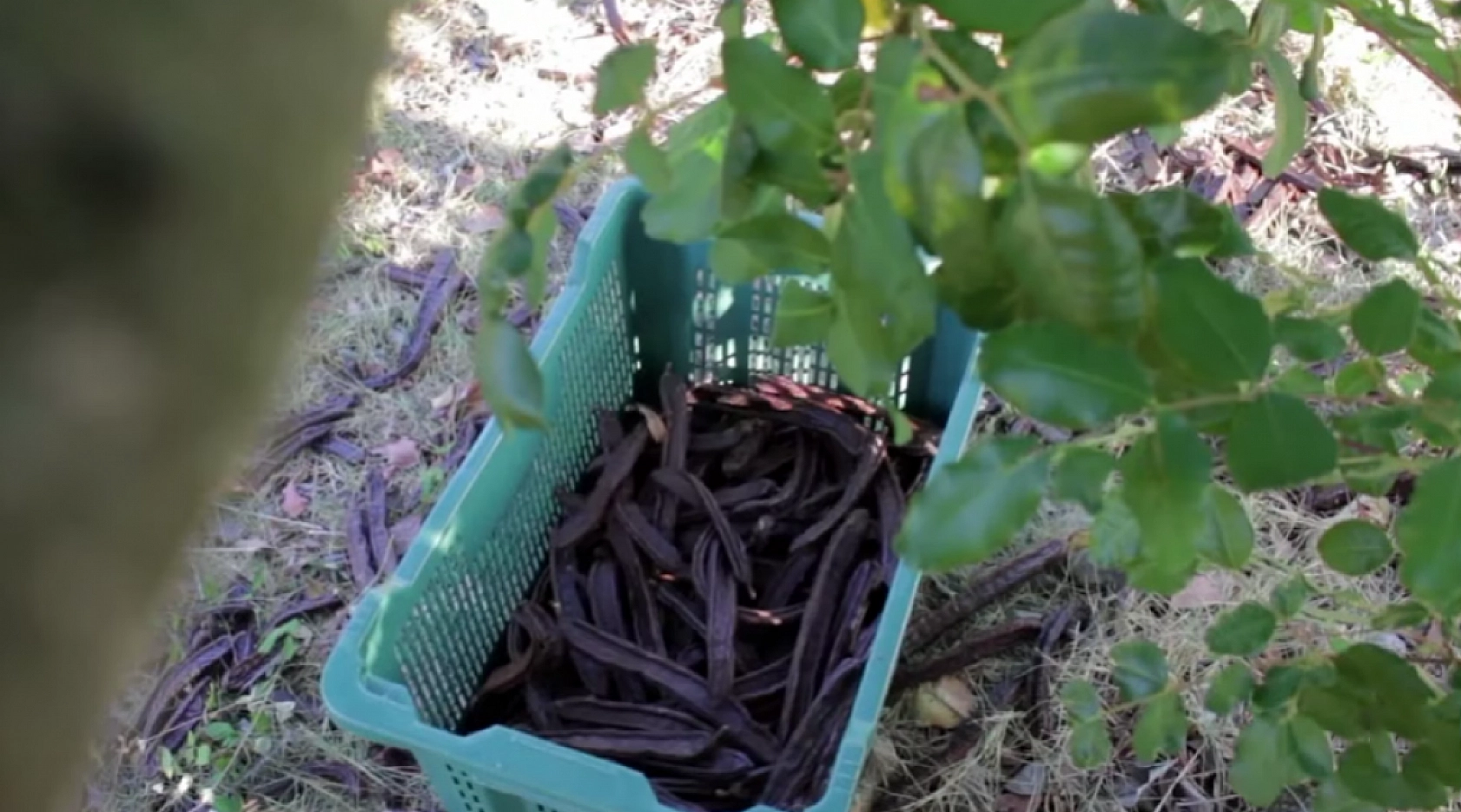 Elazığ'da aktarlarda sürekli soruluyor: Talep patlaması yaşıyor!