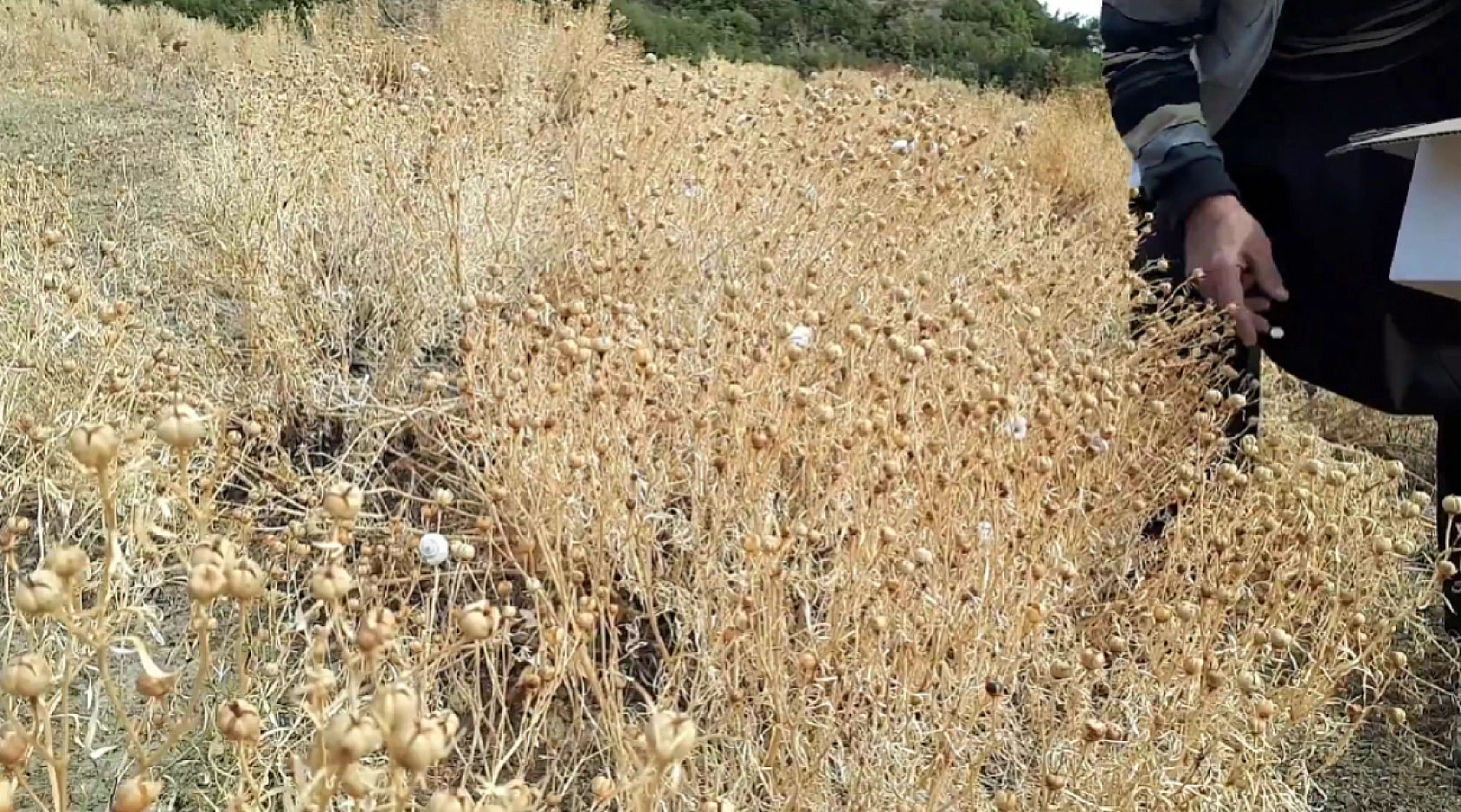 Elazığ'da şifasını bilen herkes bu tohumu konuşuyor! Faydasını anlata anlata bitiremiyorlar