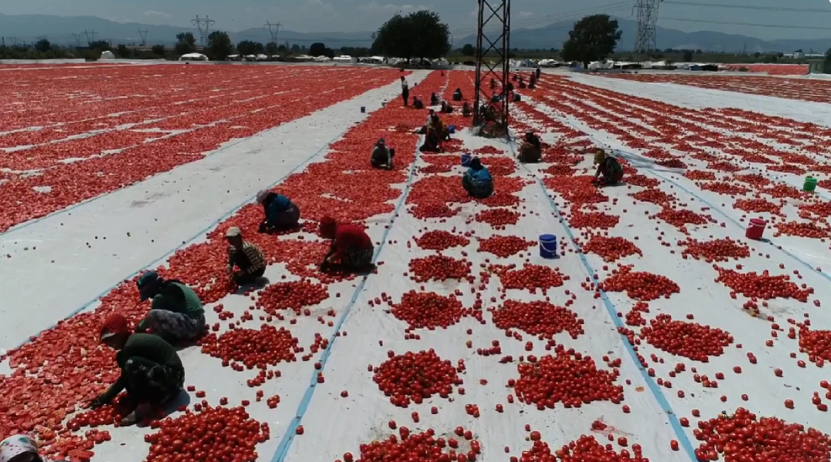 Elazığ'da Kilosu 9 TL'ye kadar düştü, kurusu 190 TL'ye satılıyor! Kolesterolü sıfırlıyor, damarları açıyor