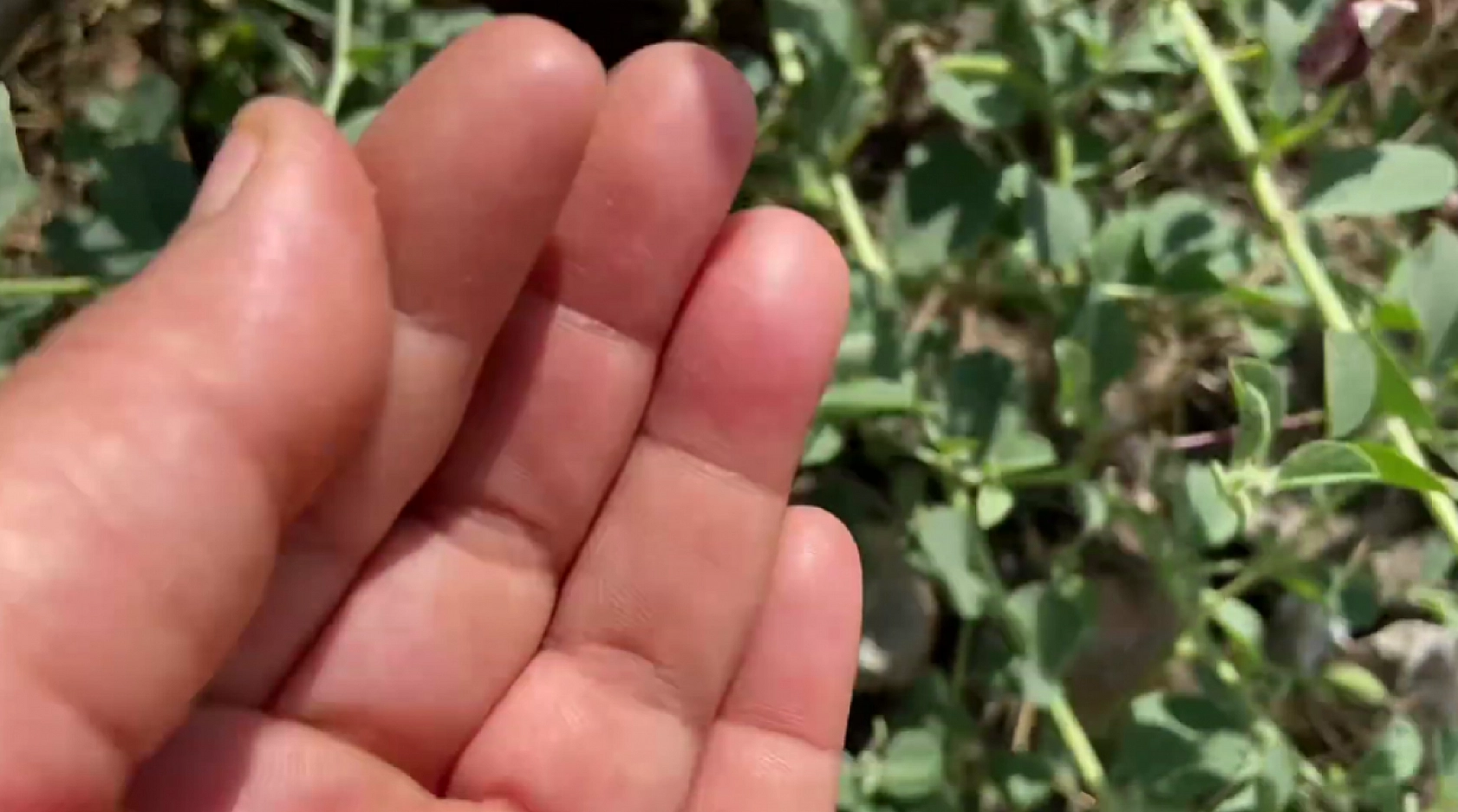 Elazığ'da yetişiyor ama çoğu kişi bilmiyor! Adeta her derde deva! Elazığ'da yetişen bu bitkiyi tanımayan kalmayacak