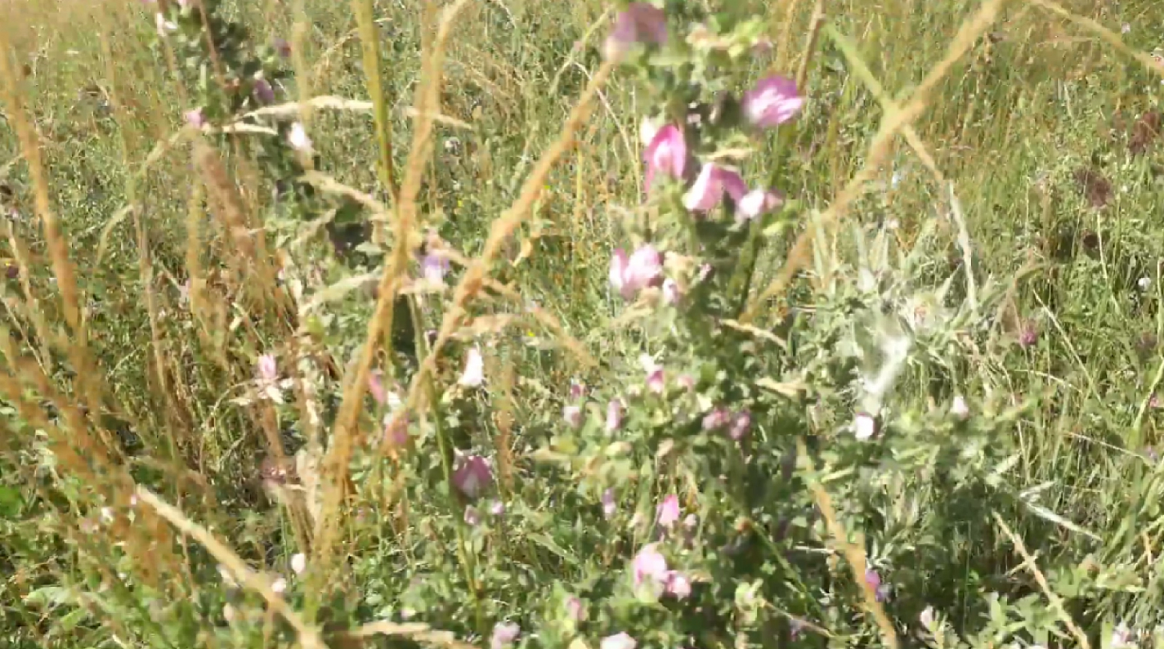 Elazığ'ın dağlarında yetişiyor, faydaları saymakla bitmiyor! Elazığlıların vazgeçilmezi olarak biliniyor