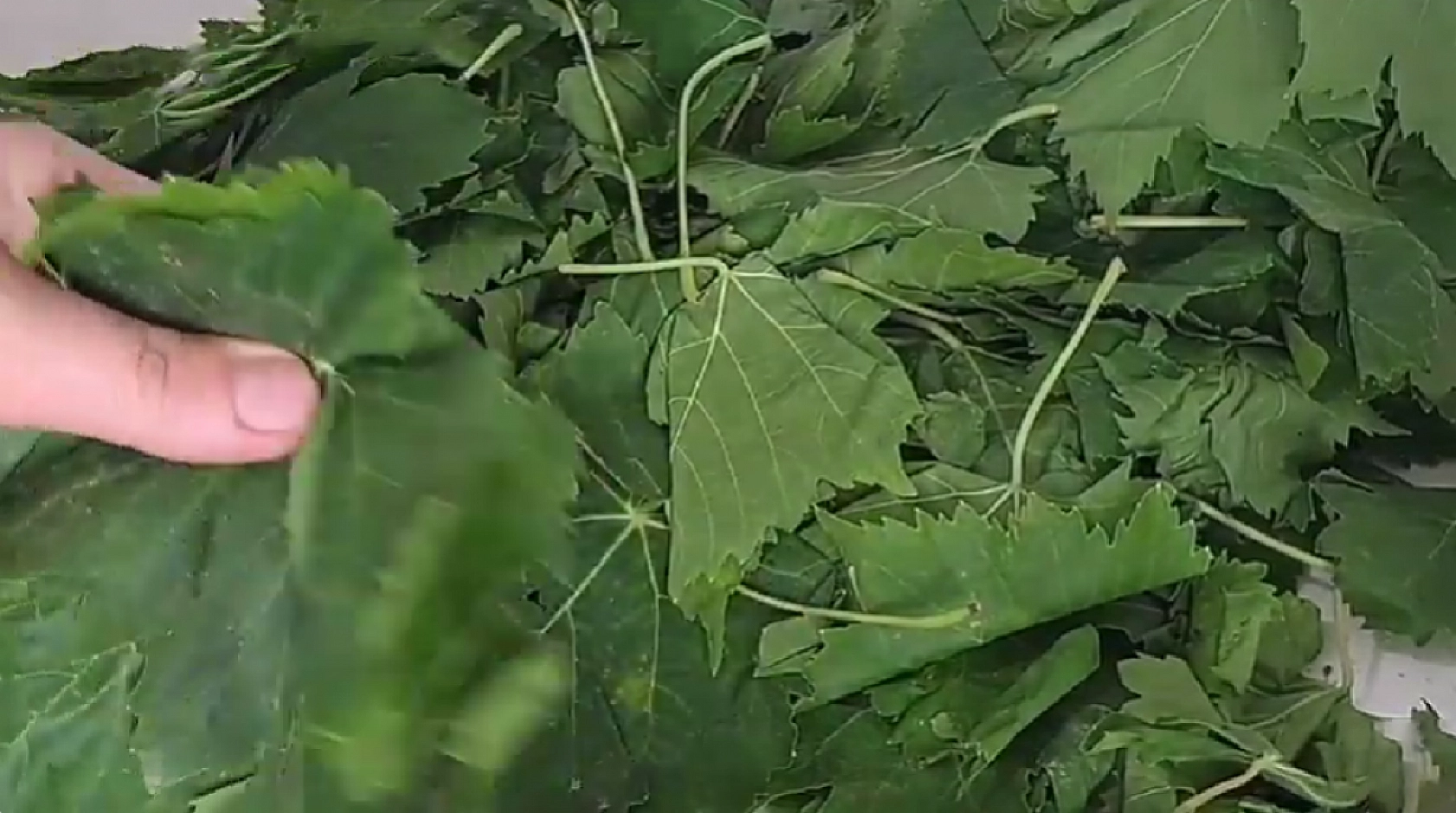 150 TL'ye satılıyor! Elazığ pazarlarında kapış kapış gidiyor