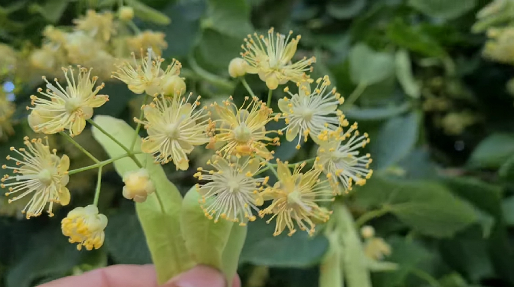 Elazığlılar en çok soğuk havada tüketiyor! Boğaz ağrısını saniyeler içinde kesiyor