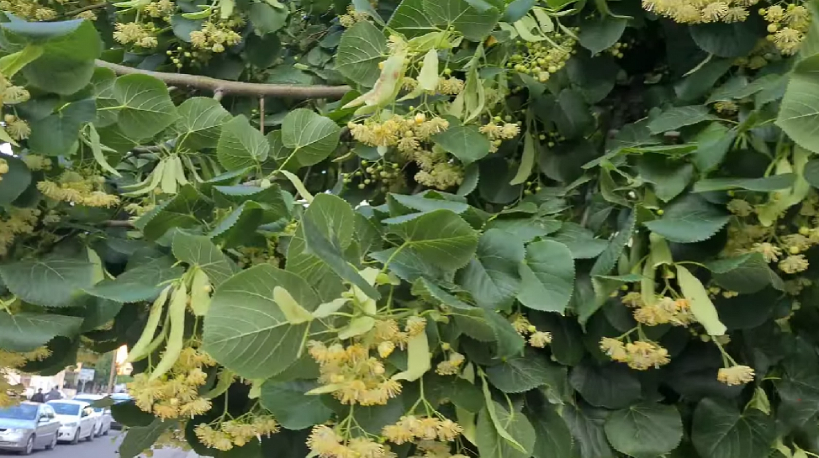 Elazığlılar en çok soğuk havada tüketiyor! Boğaz ağrısını saniyeler içinde kesiyor