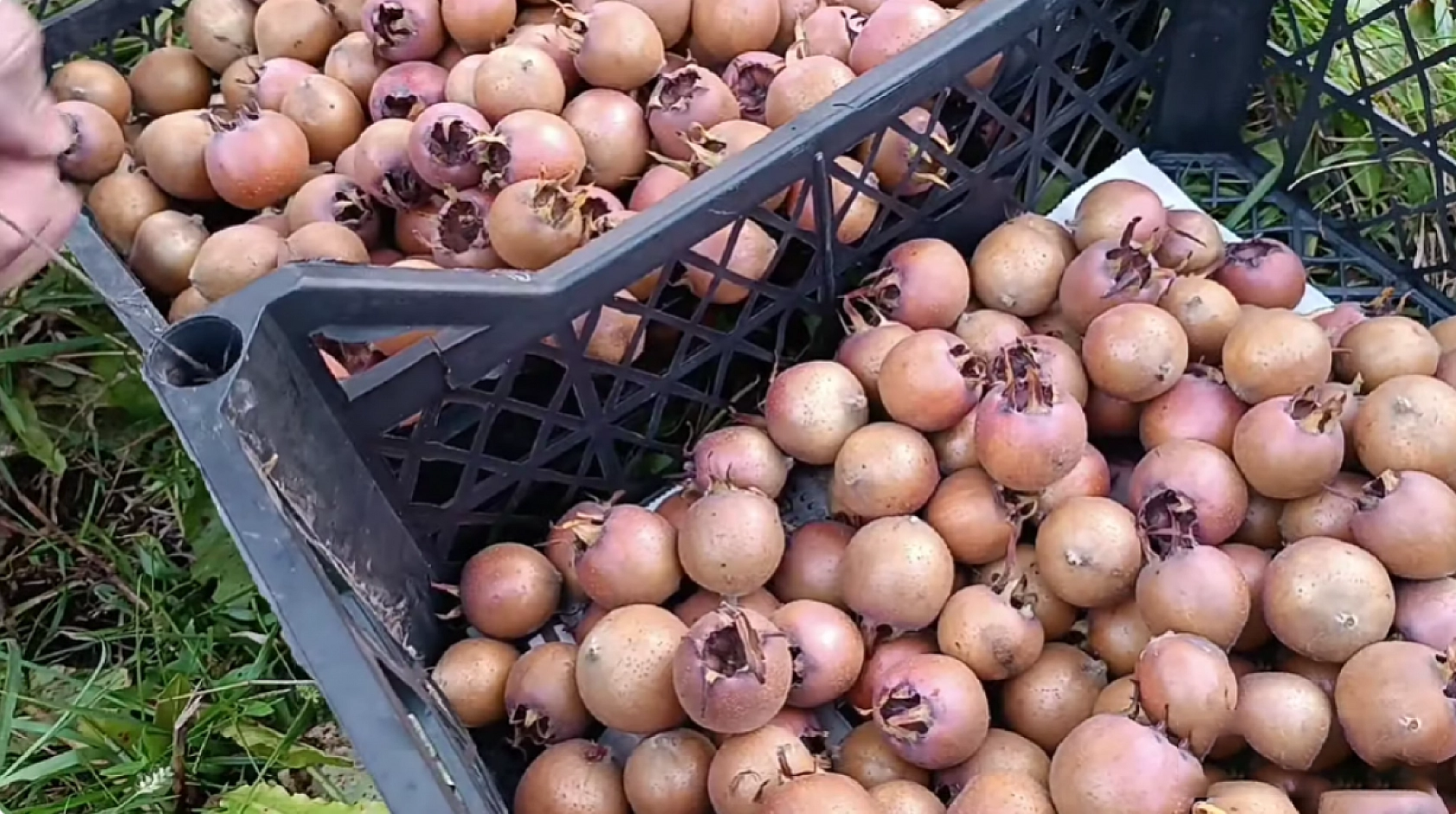Elazığ'da kilosu 50 TL'yi buluyor! Şifa deposunu poşet dolusu alıyorlar