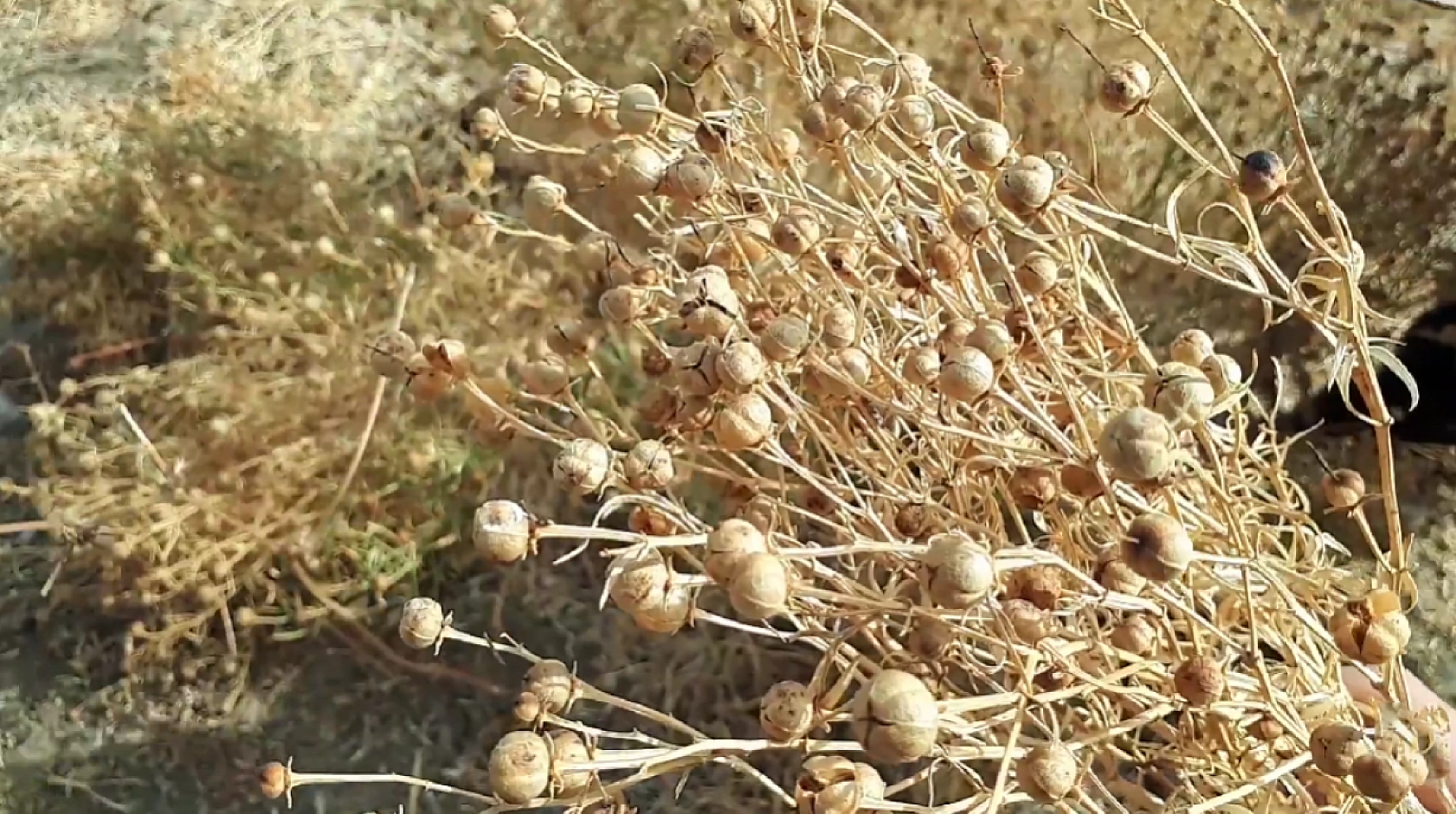 Elazığ'da şifasını bilen herkes bu tohumu konuşuyor! Faydasını anlata anlata bitiremiyorlar