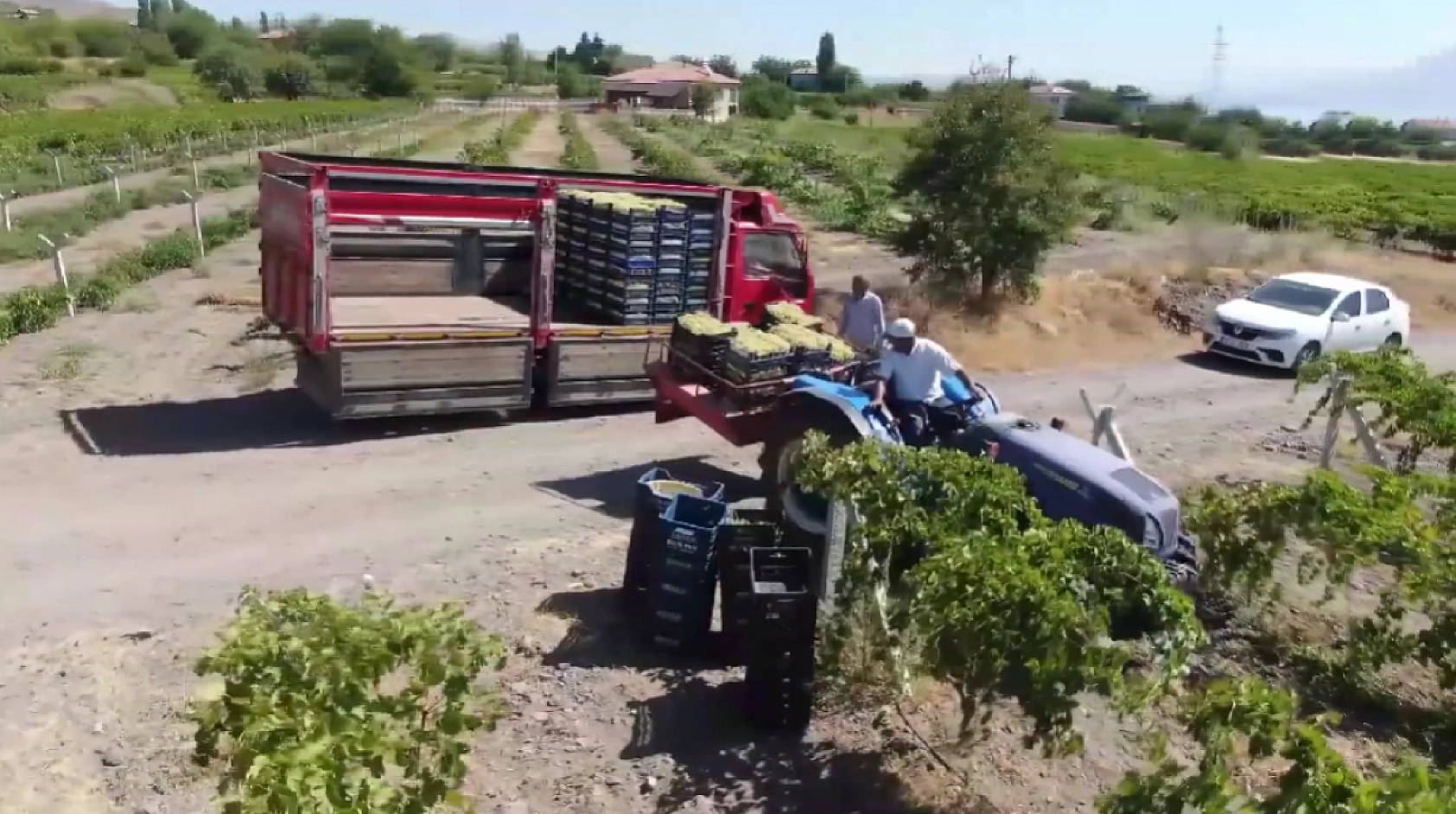Elazığ'da üretiliyor Avrupa kapış kapış alıyor! Yerine göre kilosu 400 TL'yi aşıyor… Faydası saymakla bitmiyor